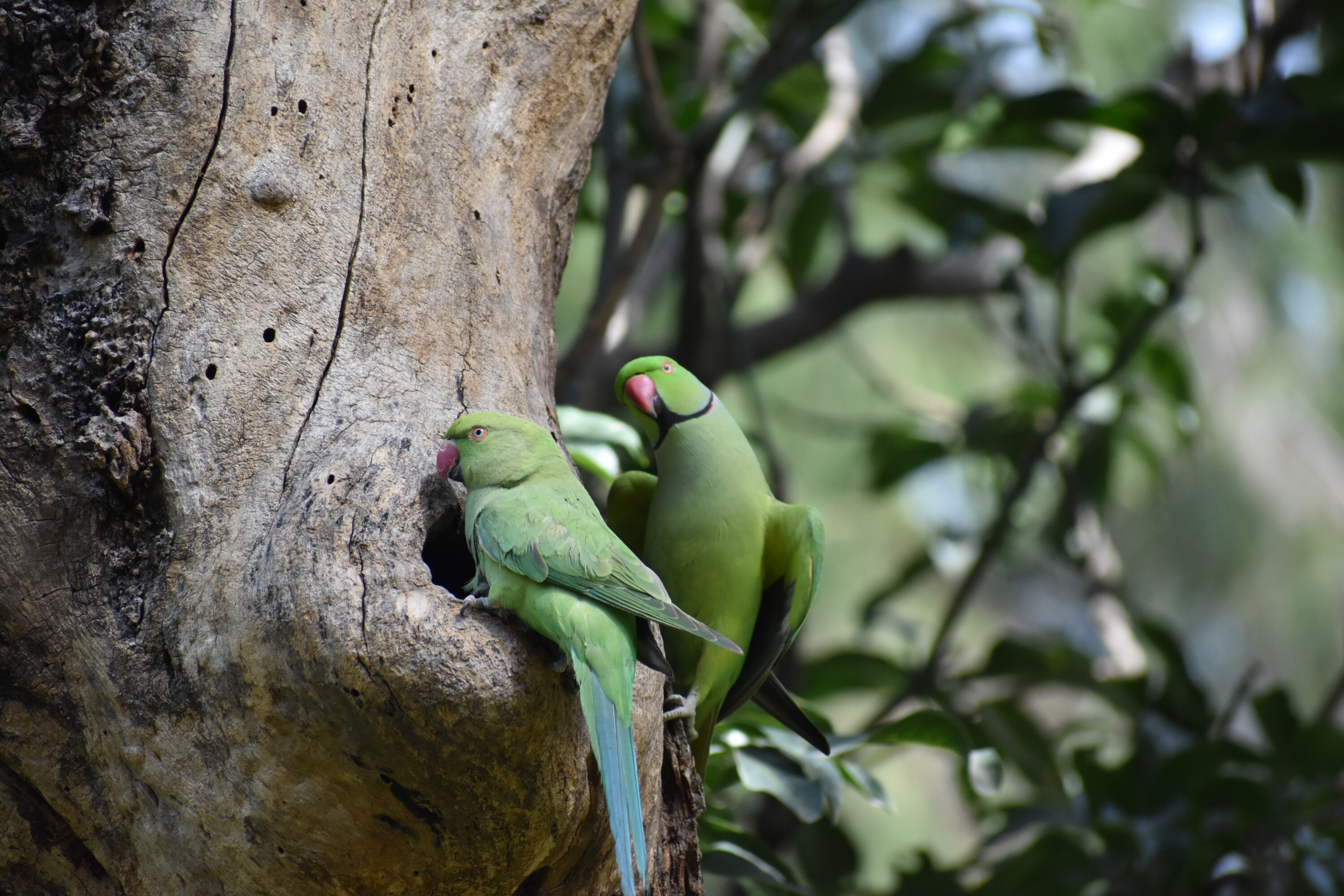 Pair of rose-ringed parakeets inspecting a nest site