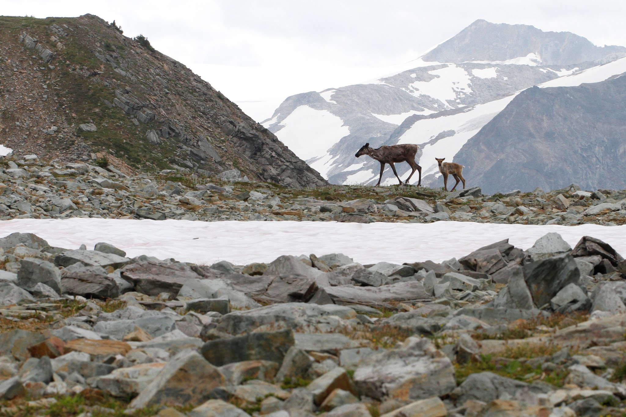 Woodland caribou in a forested landscape in British Columbia