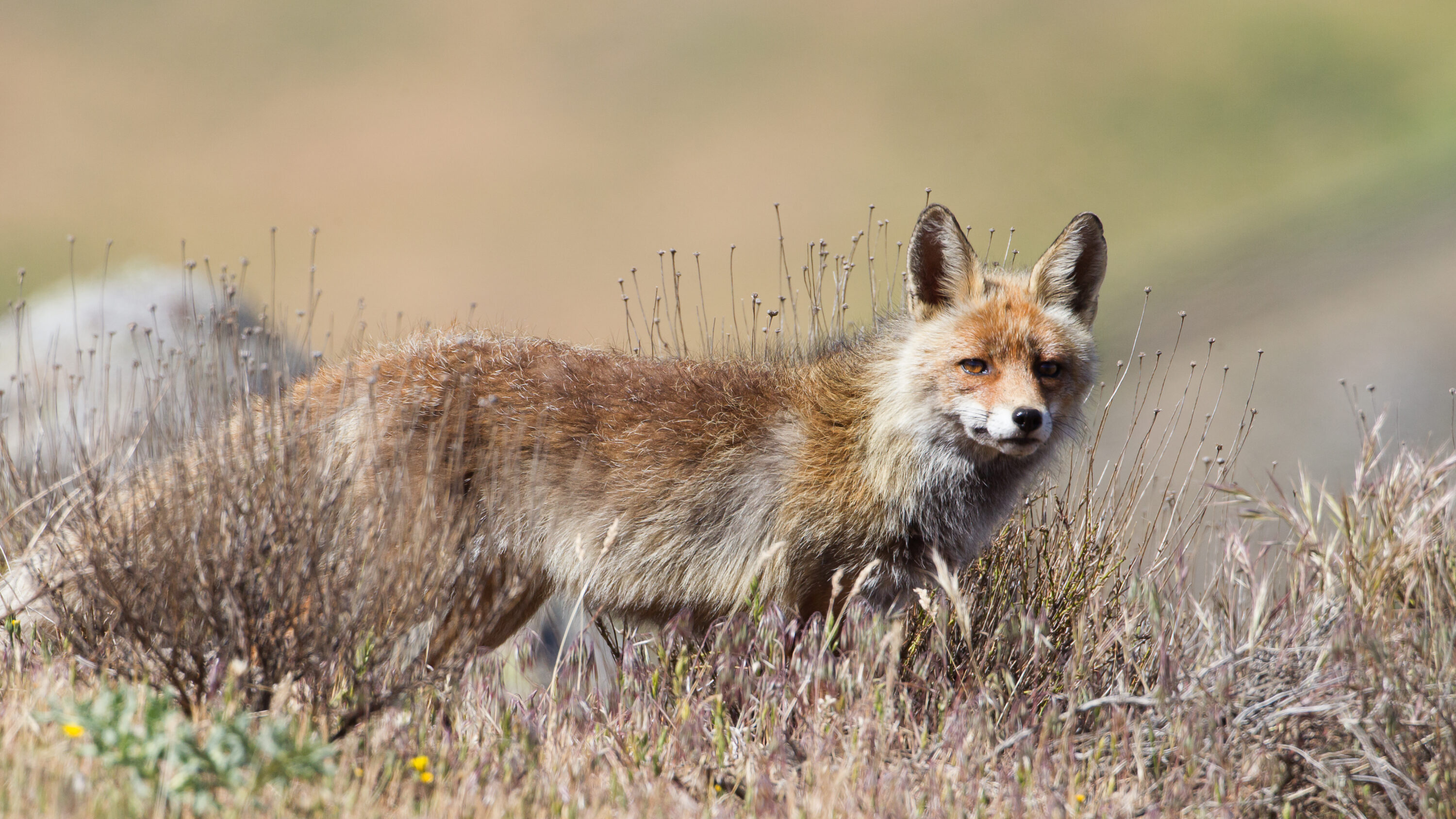 Red fox in Spain