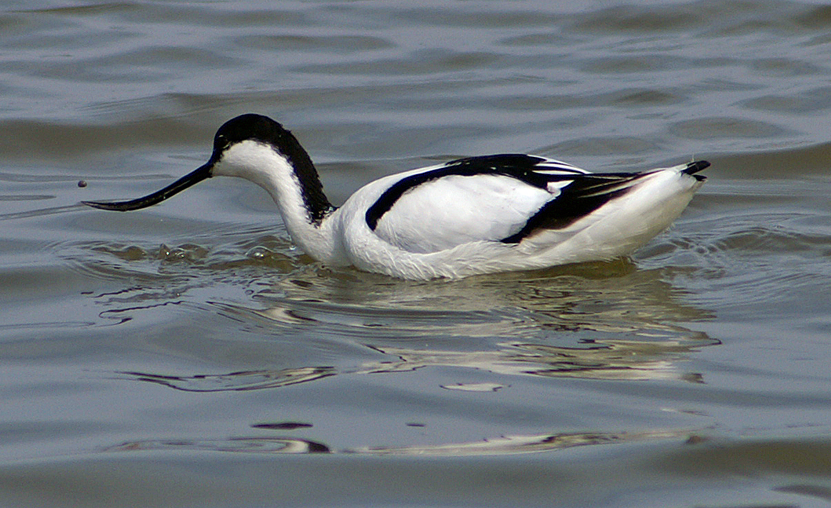 Pied avocet swimming with its upcurved bill clearly visible