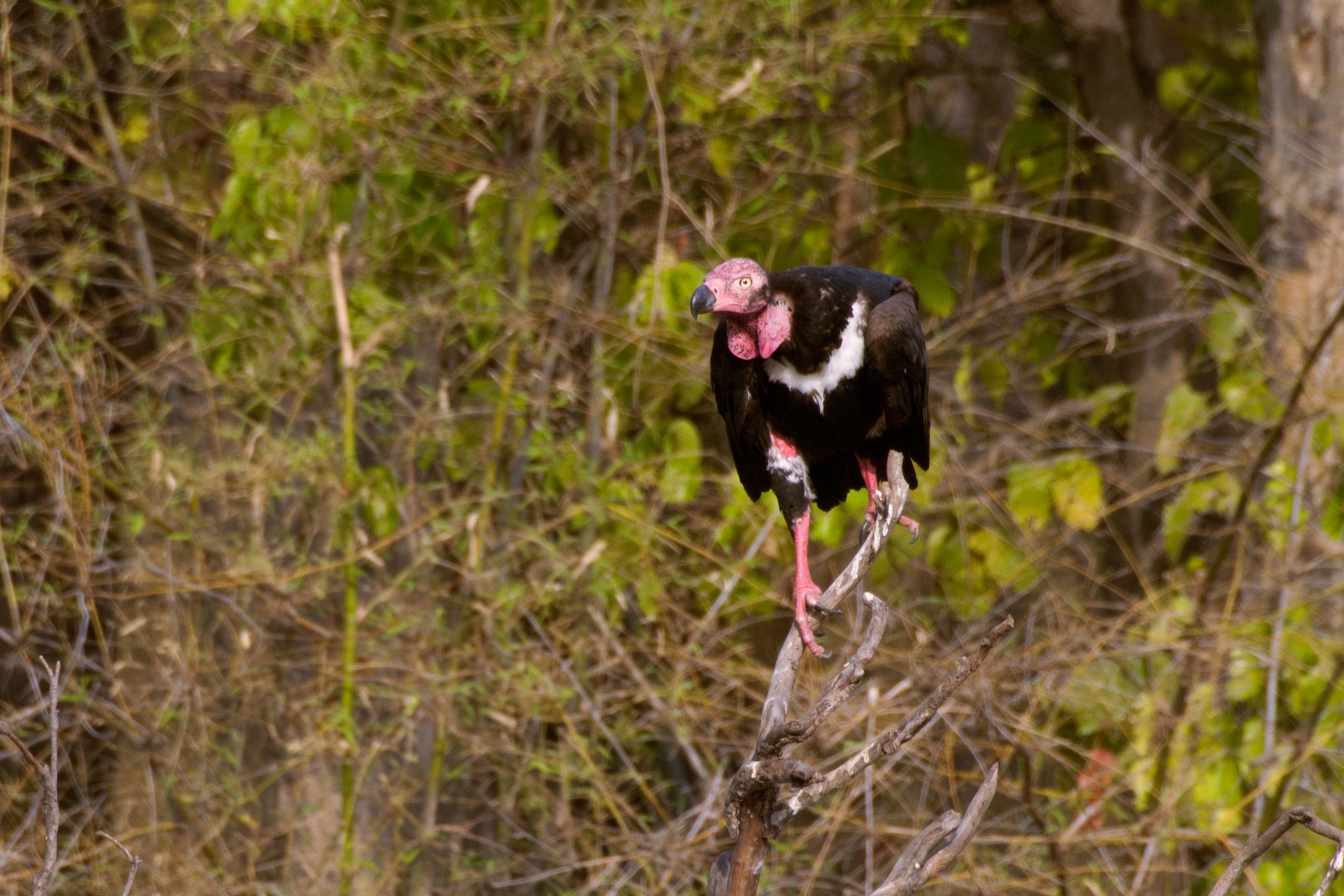 Red-headed vulture perched in Bandhavgarh, India
