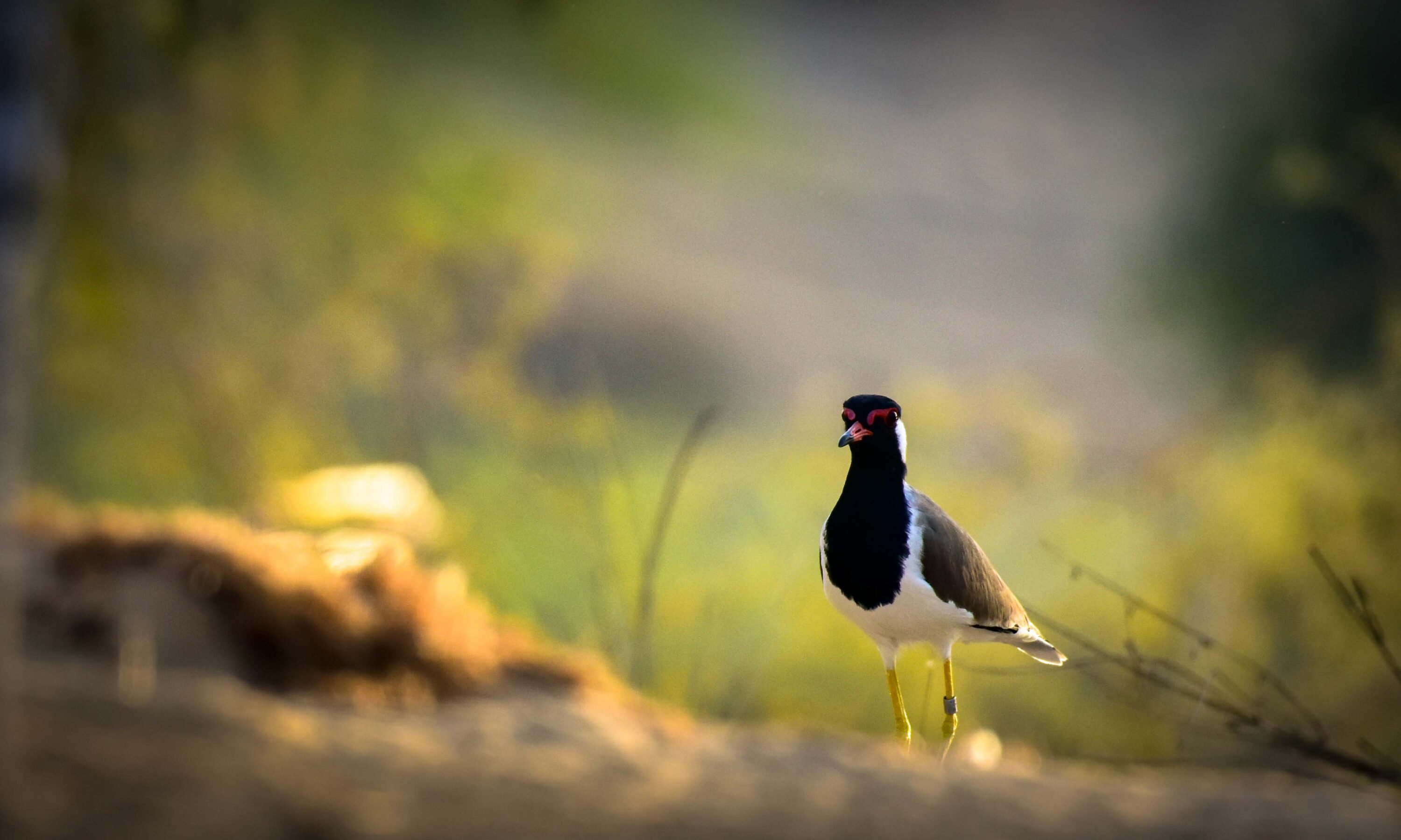 Red-wattled lapwing at Al Qudra Lake in Dubai