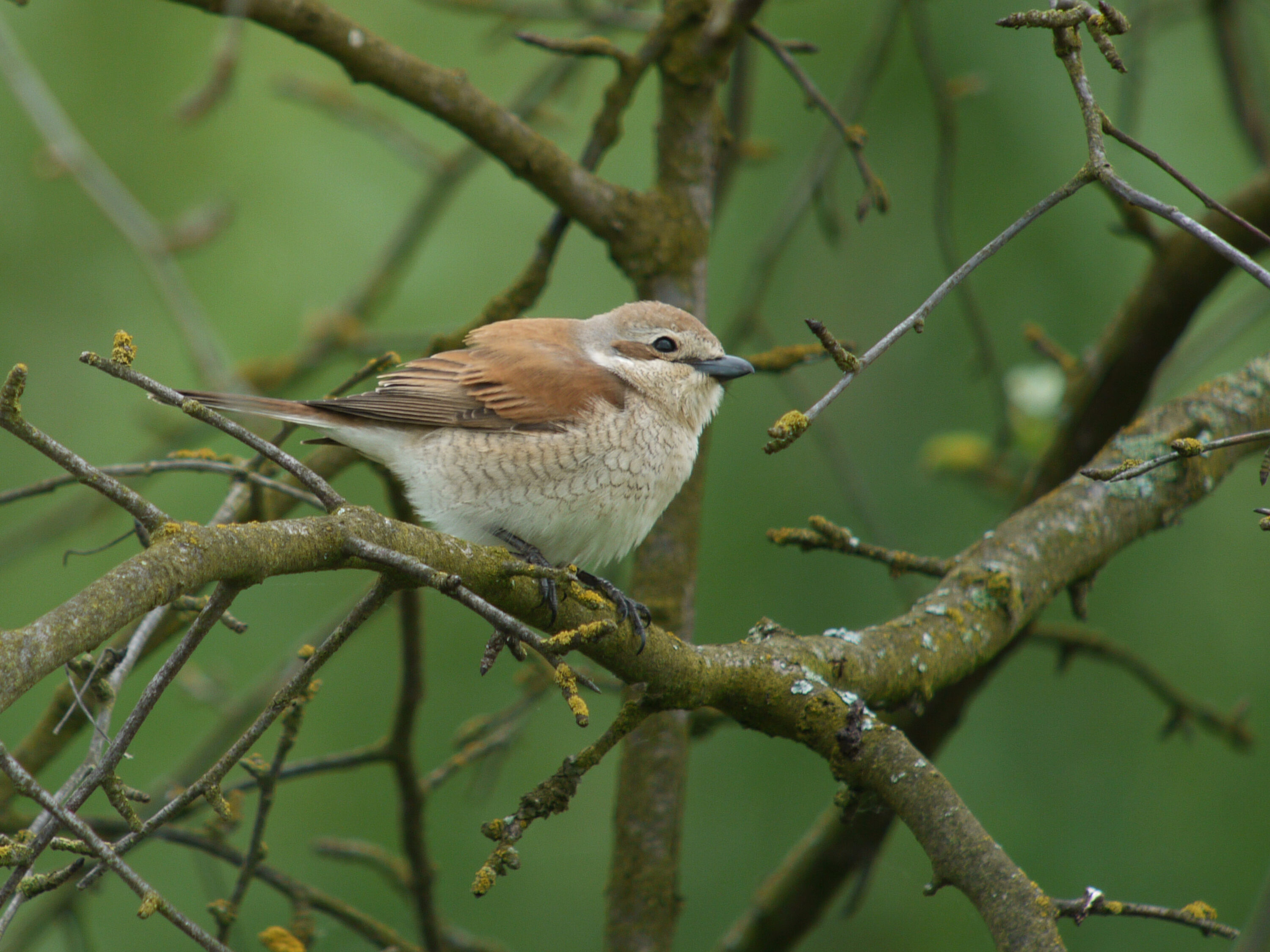 Female red-backed shrike perched in a tree in Biebrza National Park, Poland