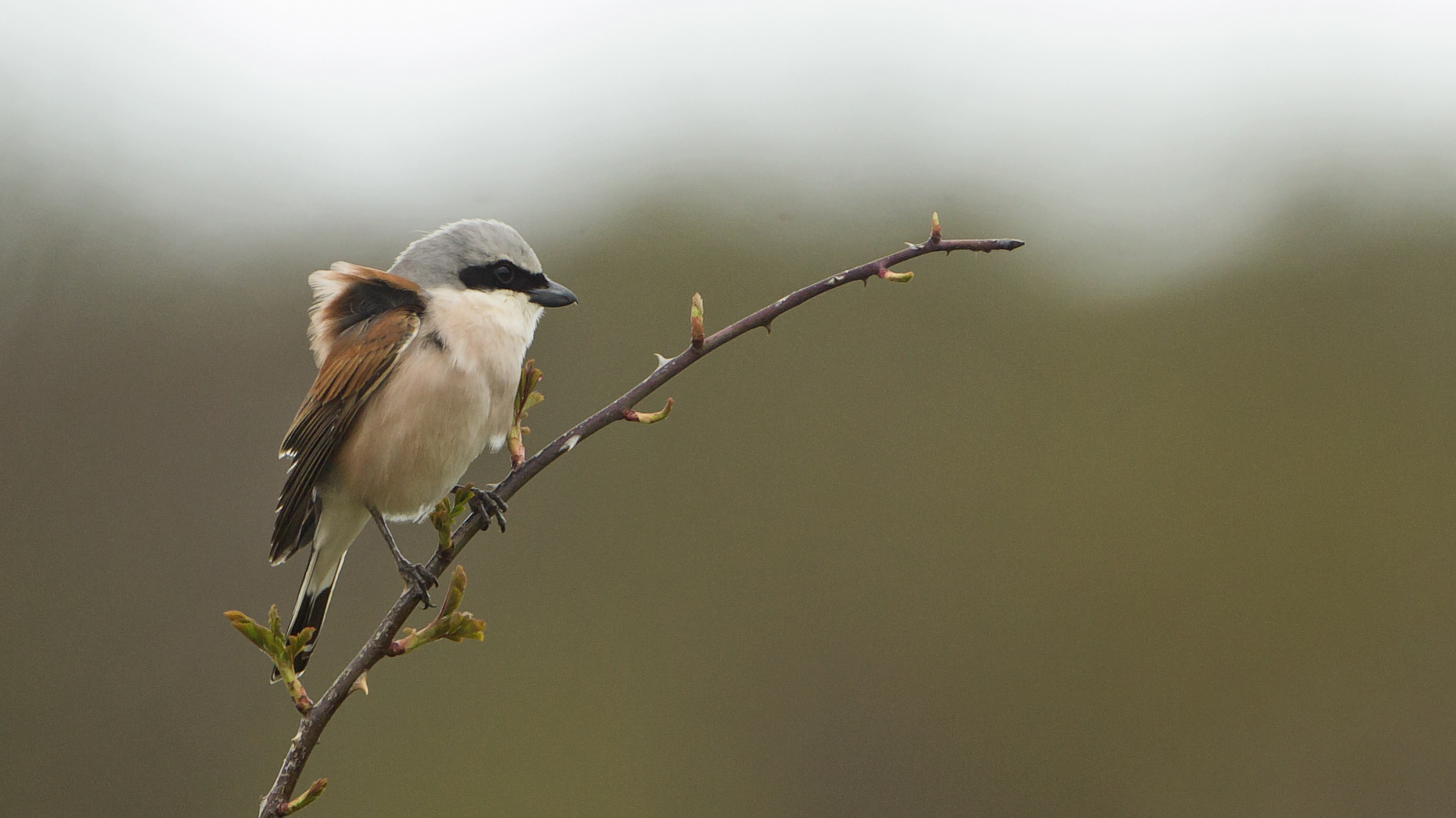 Male red-backed shrike perched on a thorny branch
