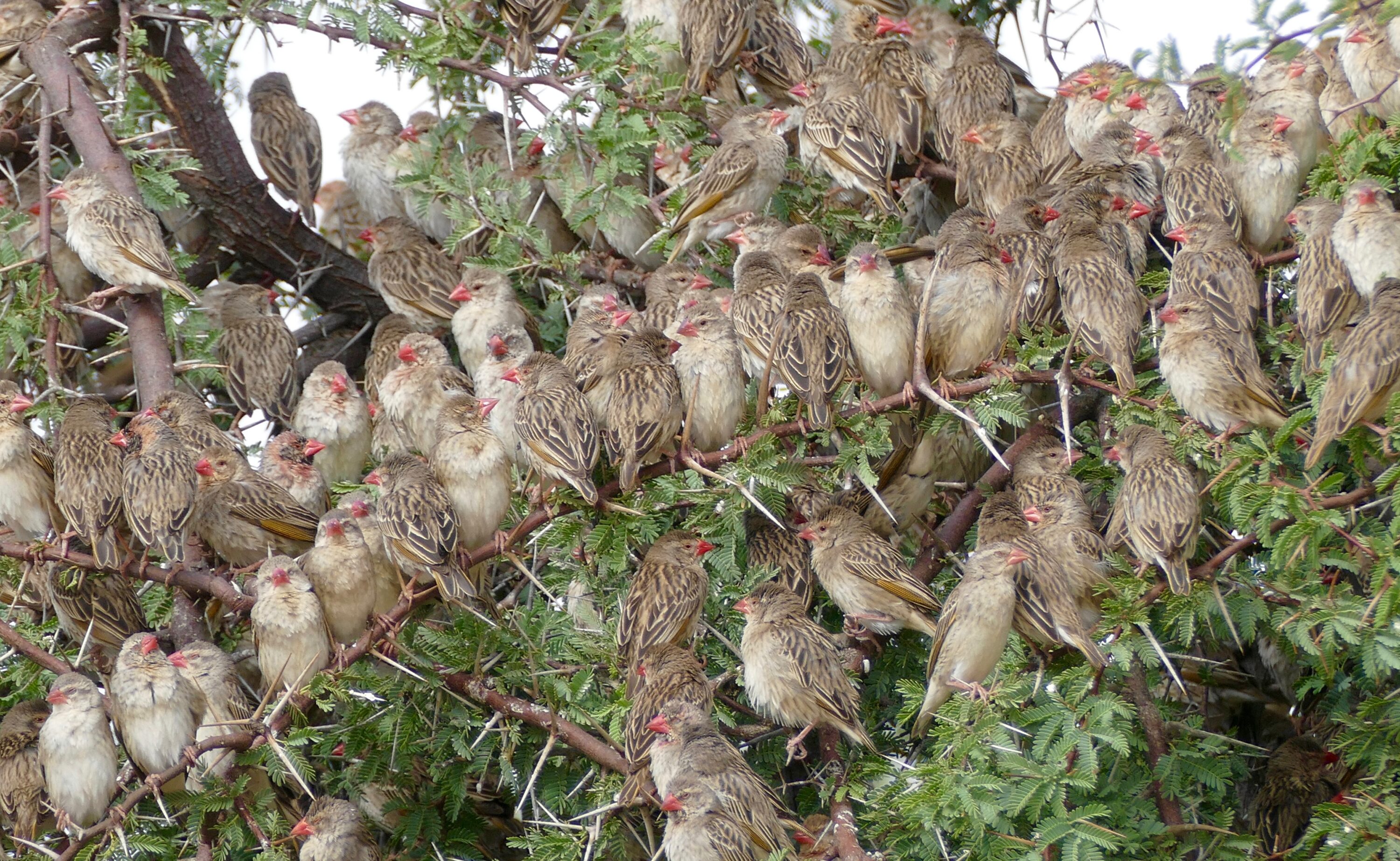 Red-billed queleas gathered in a tree in Kgalagadi Transfrontier Park