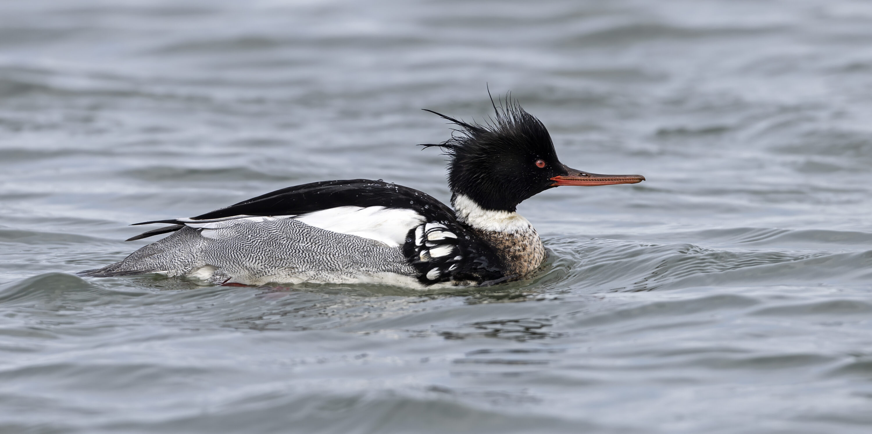 Male red-breasted merganser swimming on open water