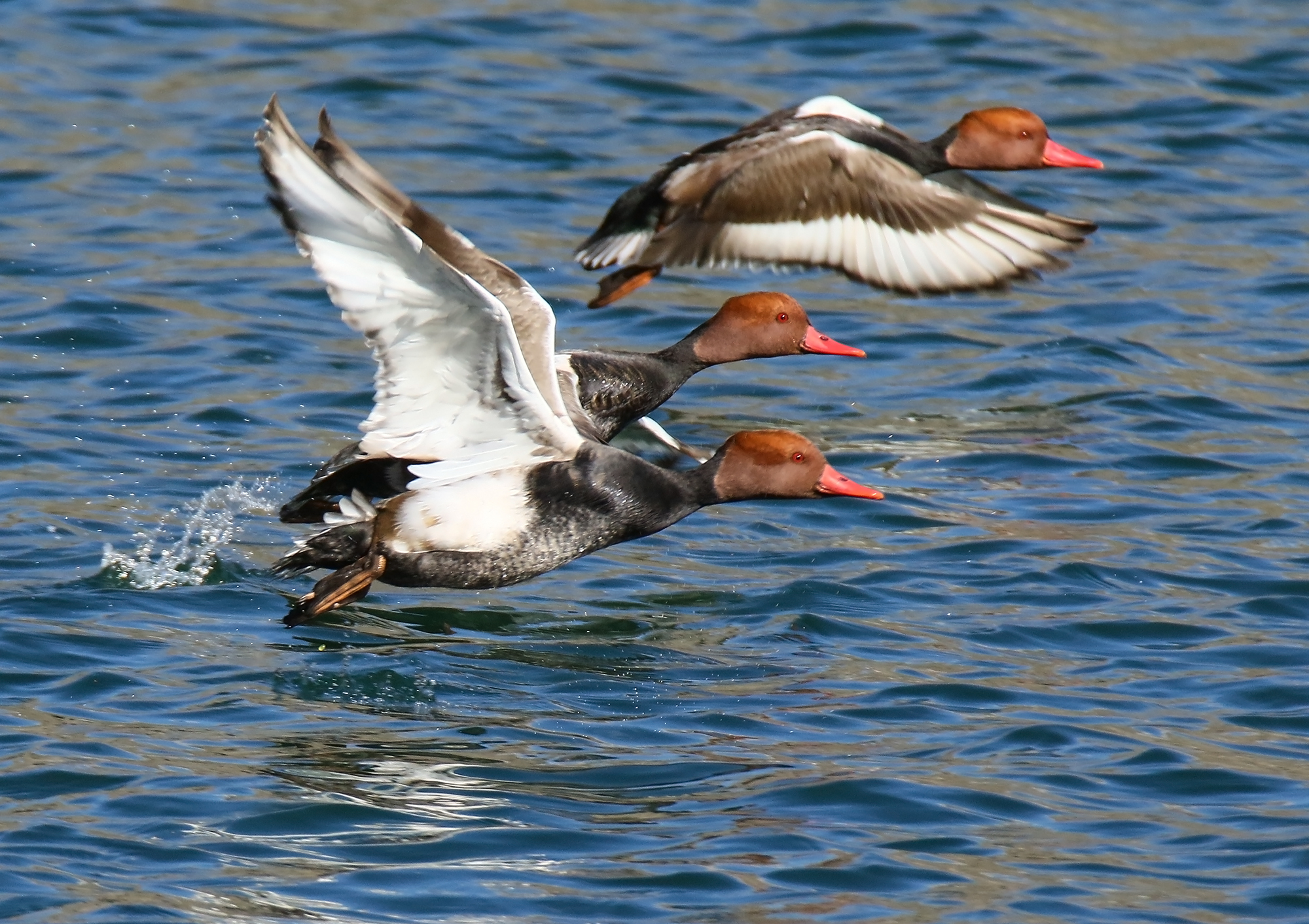 Red-crested pochards taking flight over water