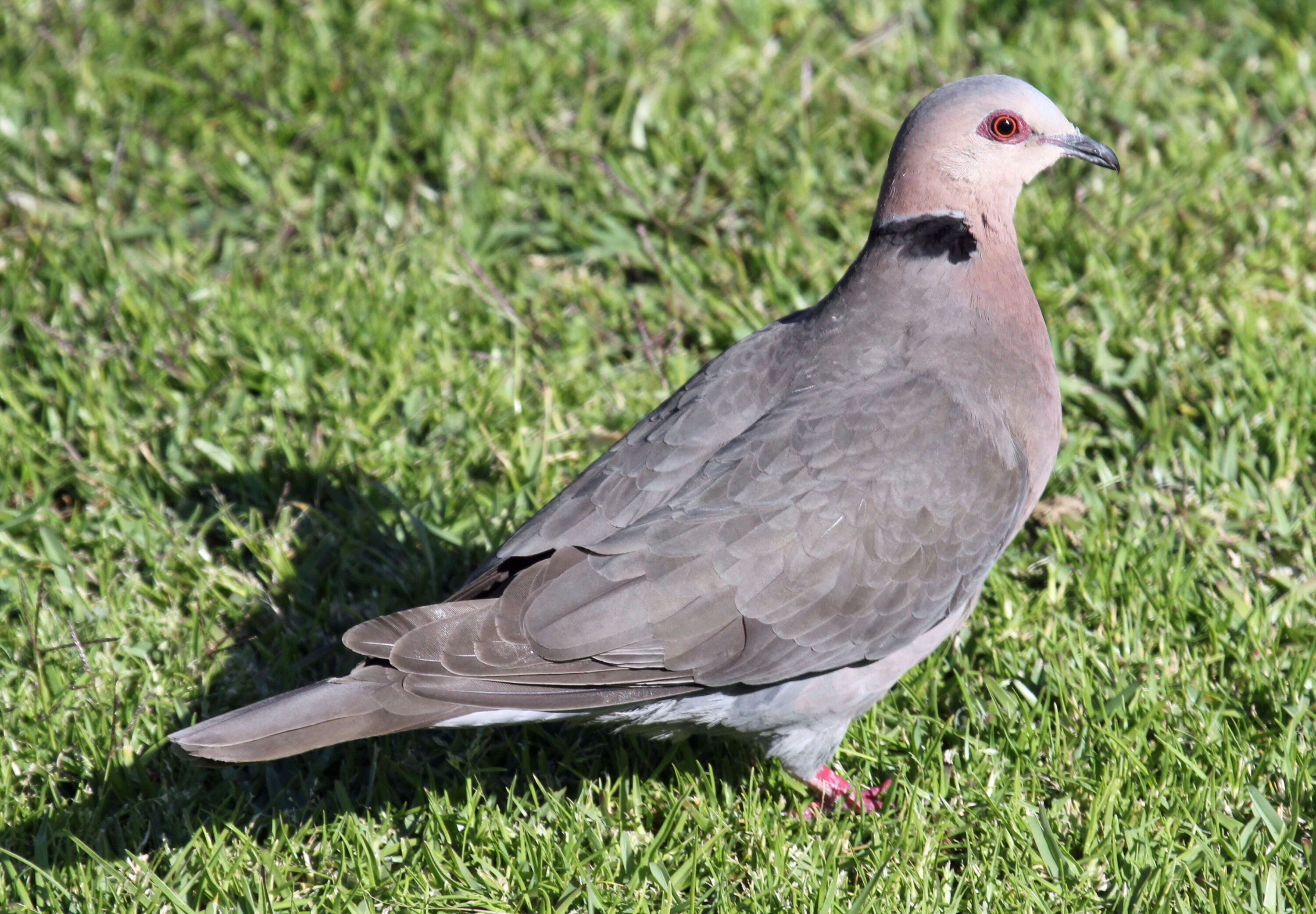 Red-eyed dove standing on grass in Cape Town, South Africa