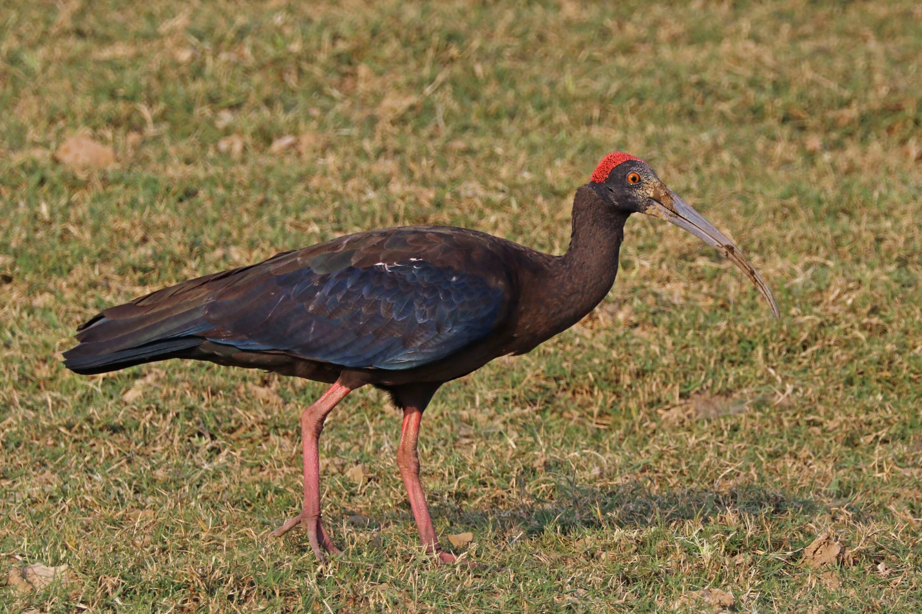 Adult red-naped ibis walking on grass at the Chambal River, India