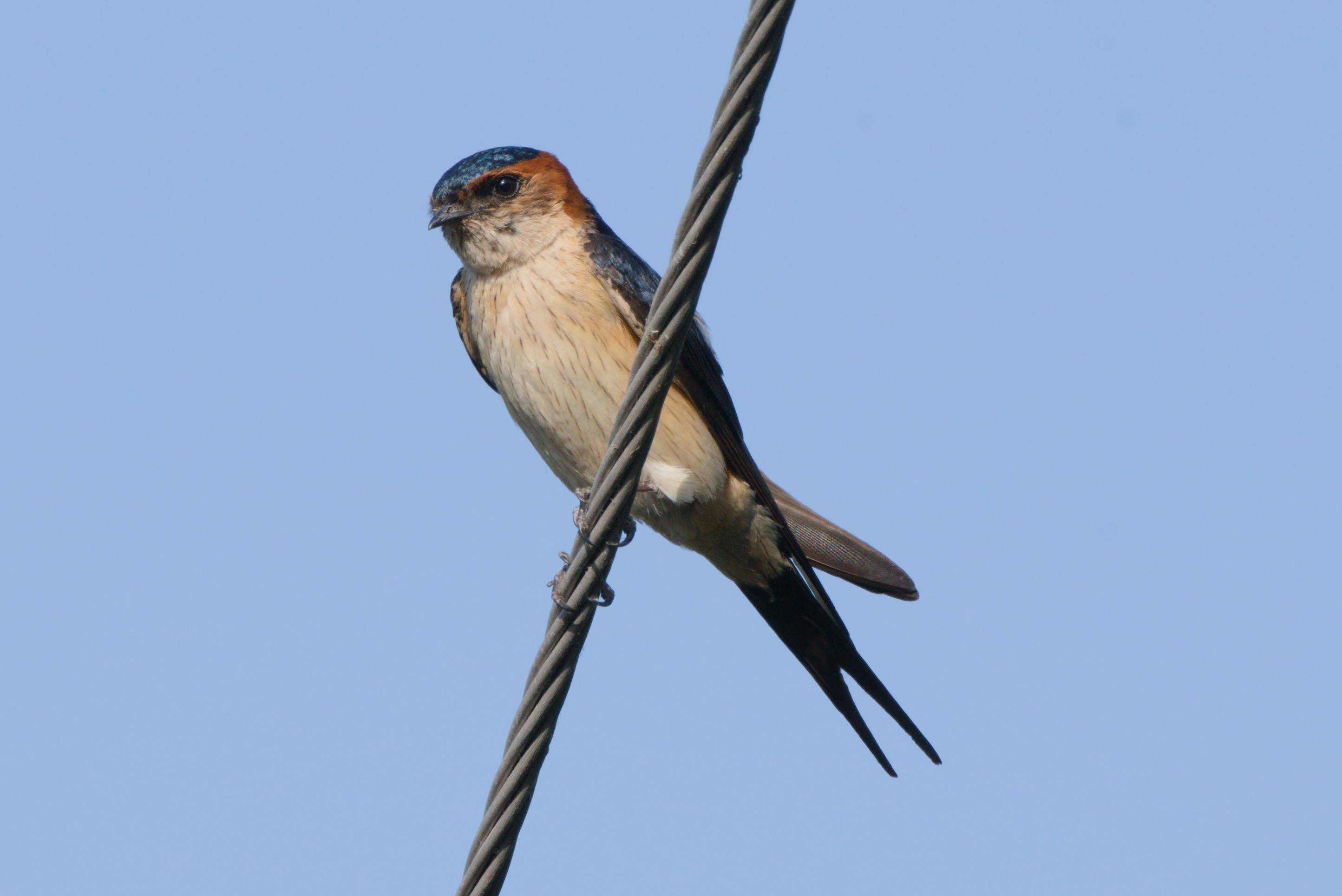 Eastern red-rumped swallow perched on a wire in Kairwaan, Dehradun, India