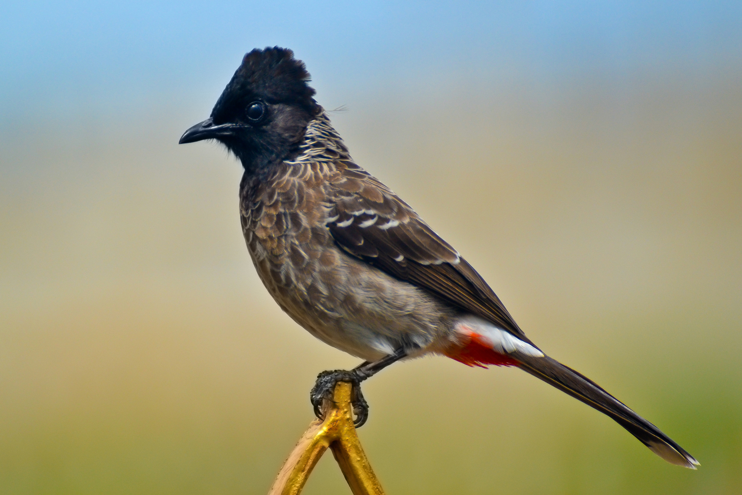 Red-vented bulbul perched in Tirunelveli, Tamil Nadu, India
