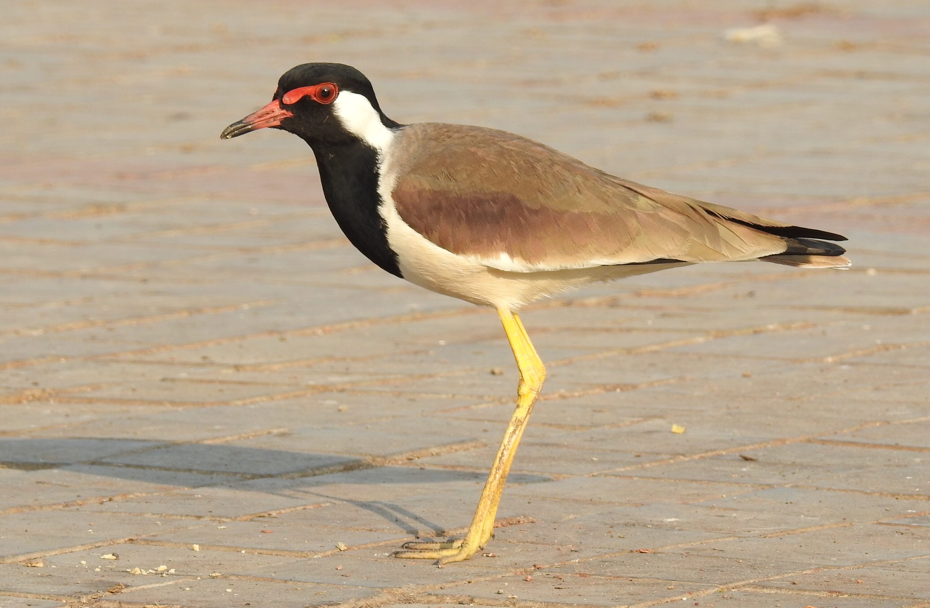 Red-wattled lapwing standing beside water
