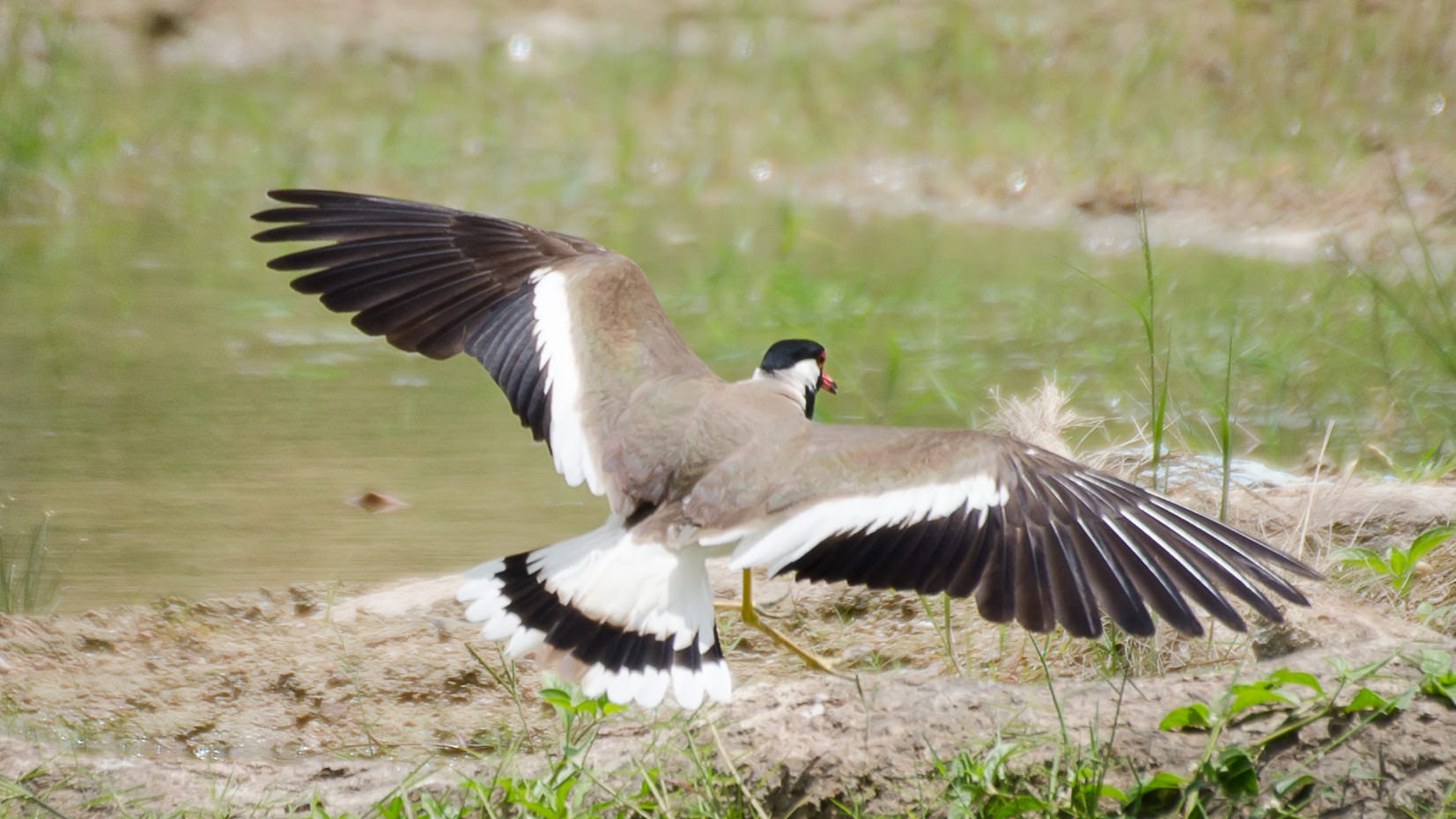 Vanellus indicus, India