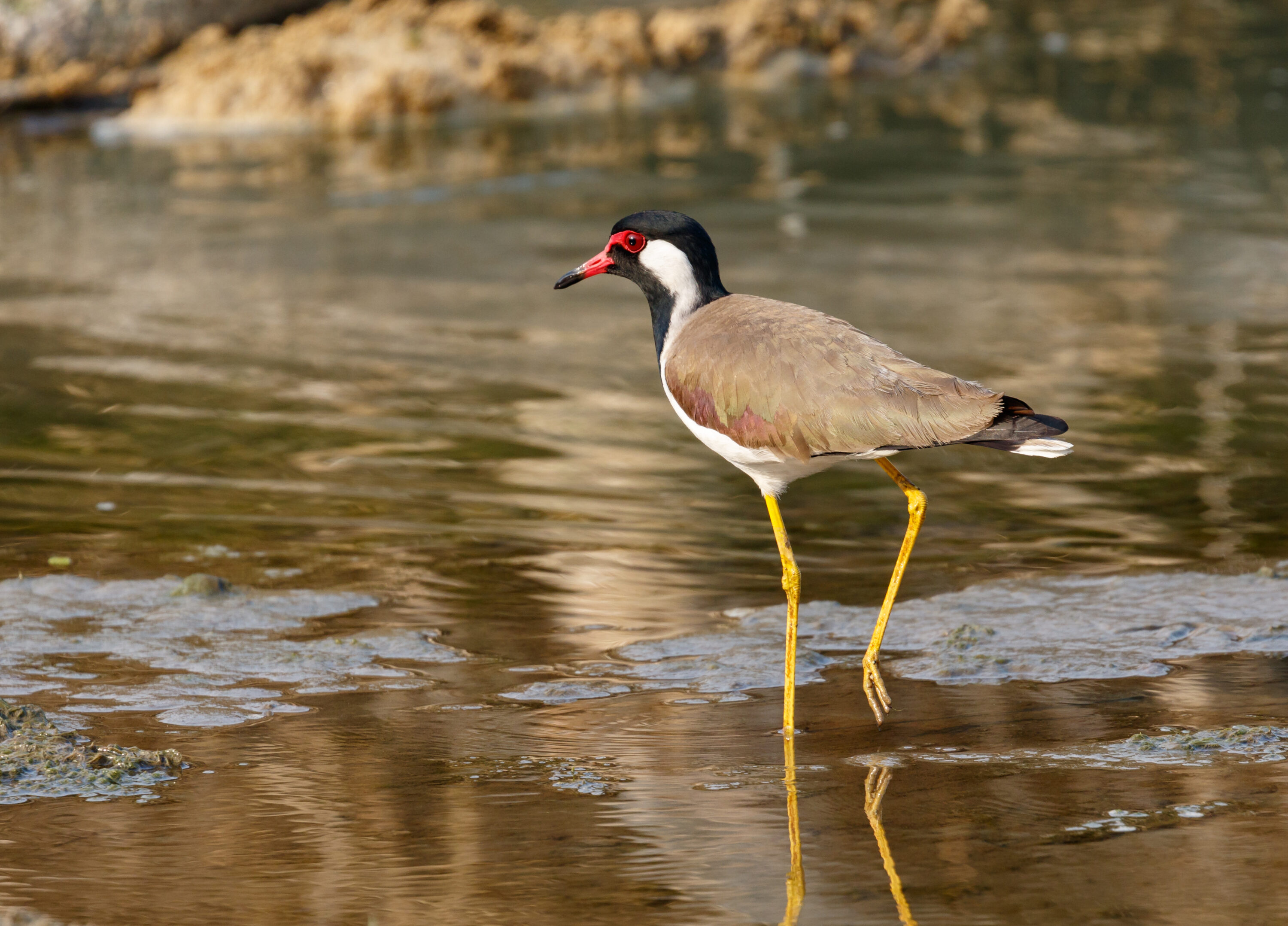 Red-wattled lapwing standing in shallow water in Nepal