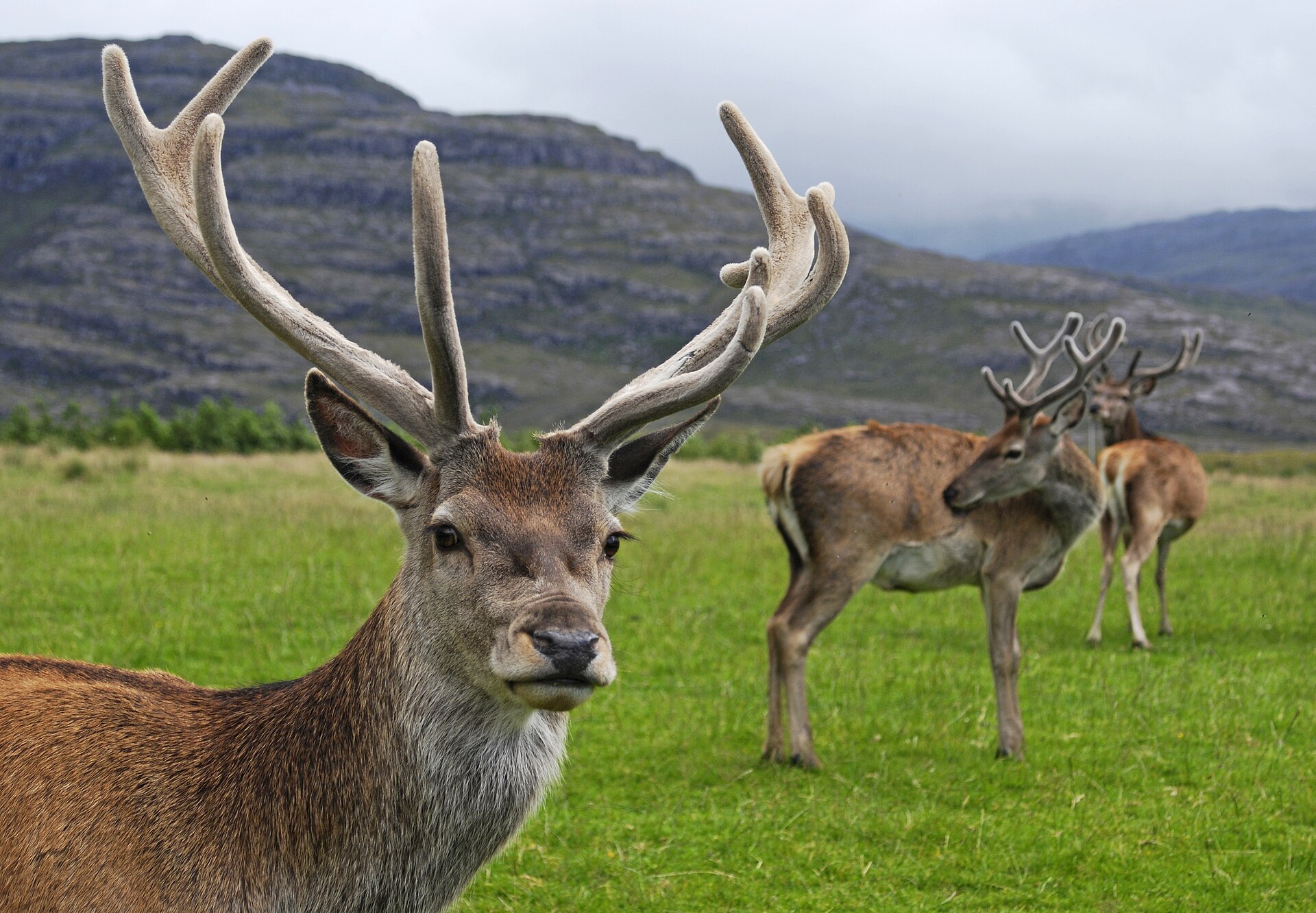 Red deer stag with velvet-covered growing antlers