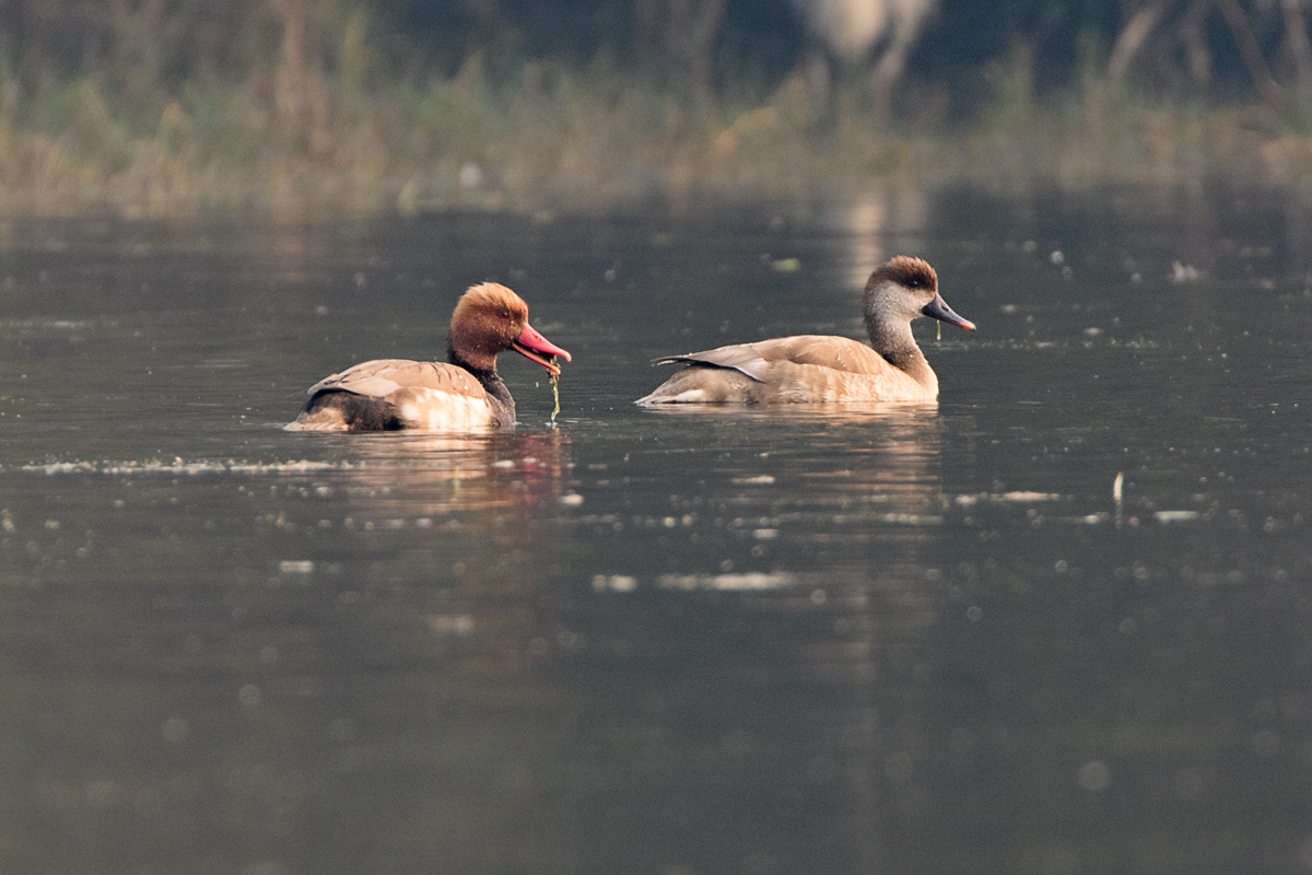 Male and female red-crested pochard swimming together