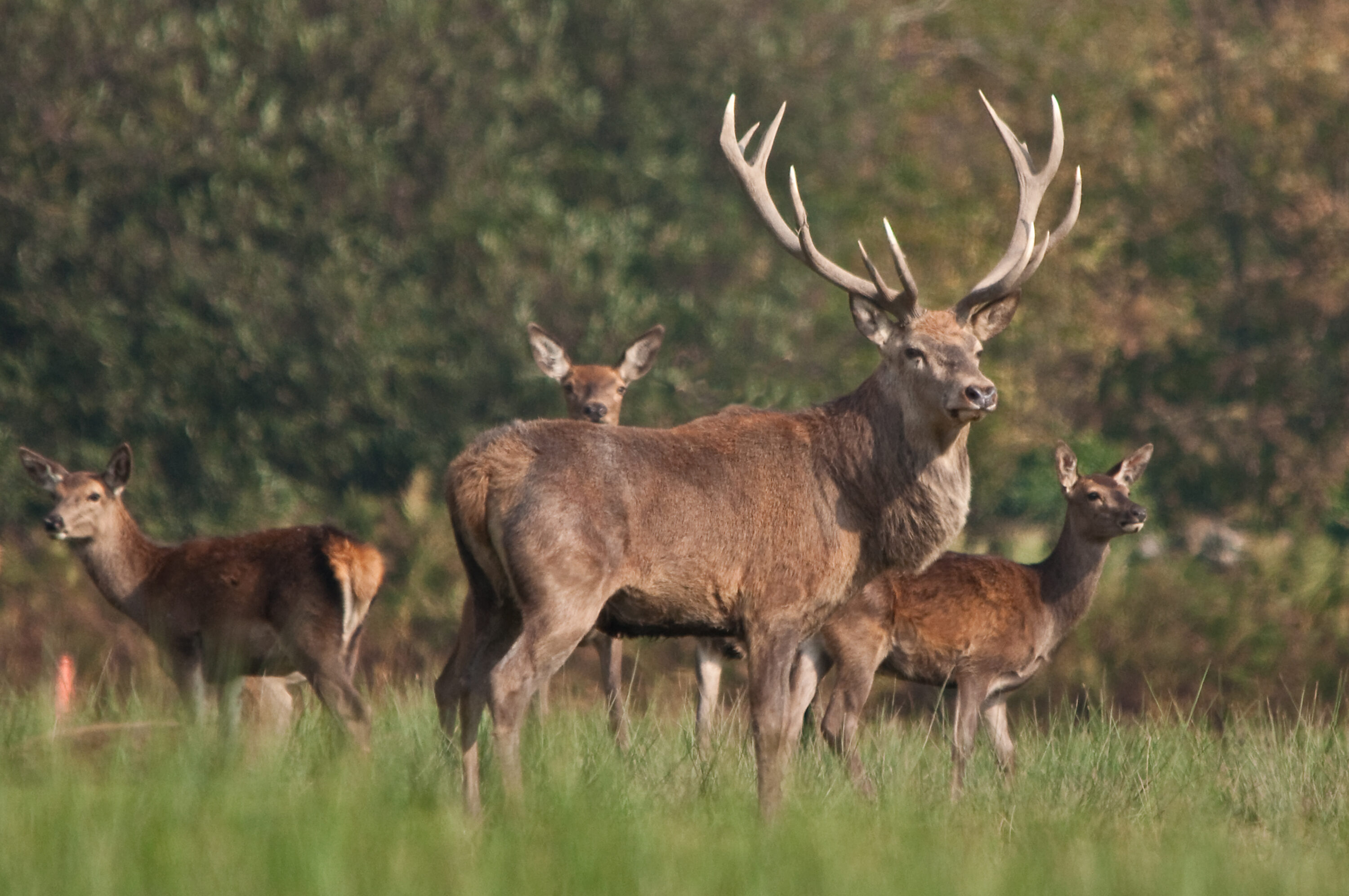 Adult red deer stag with large antlers and hinds