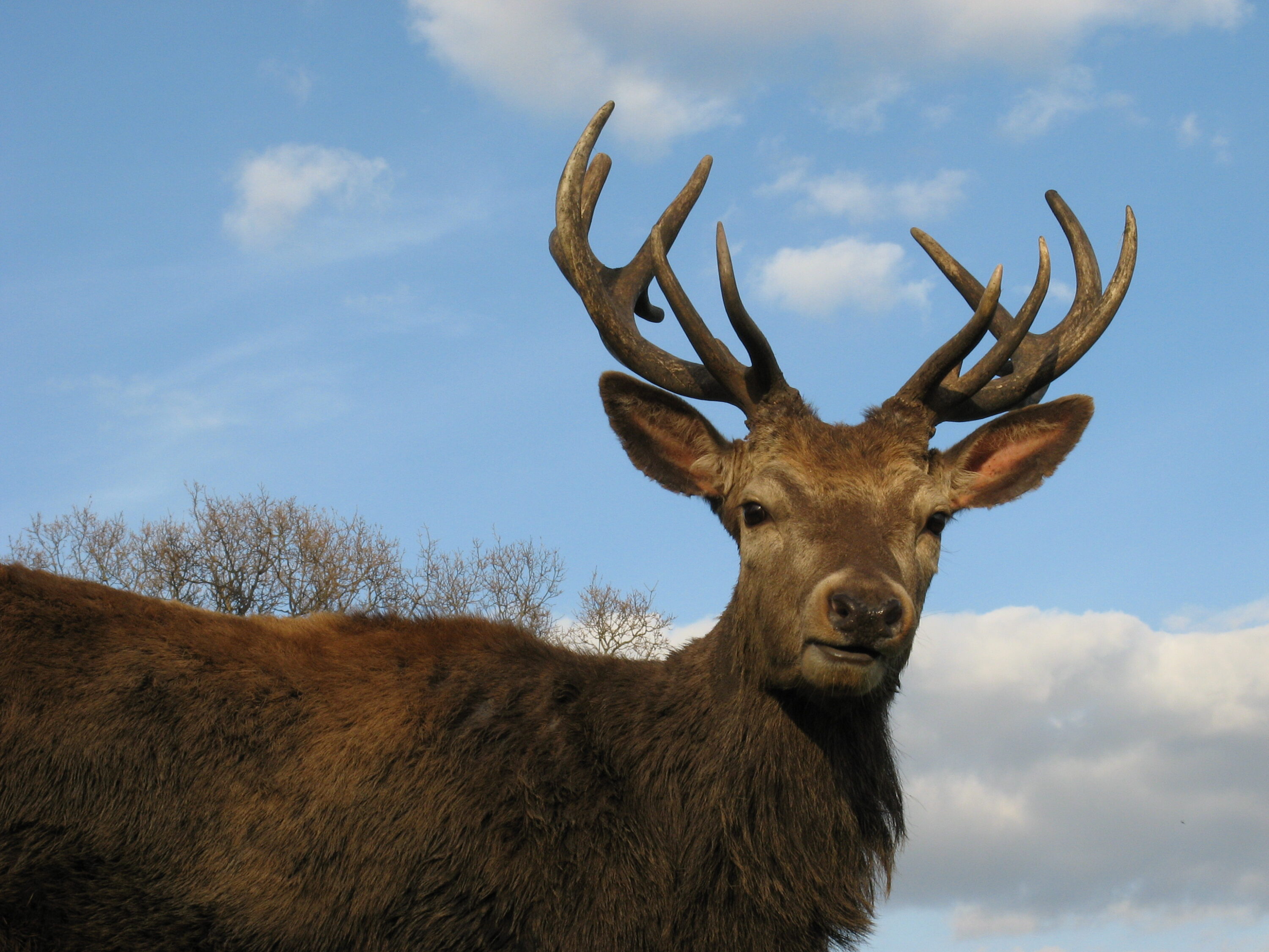 Adult male red deer with large antlers against a blue sky