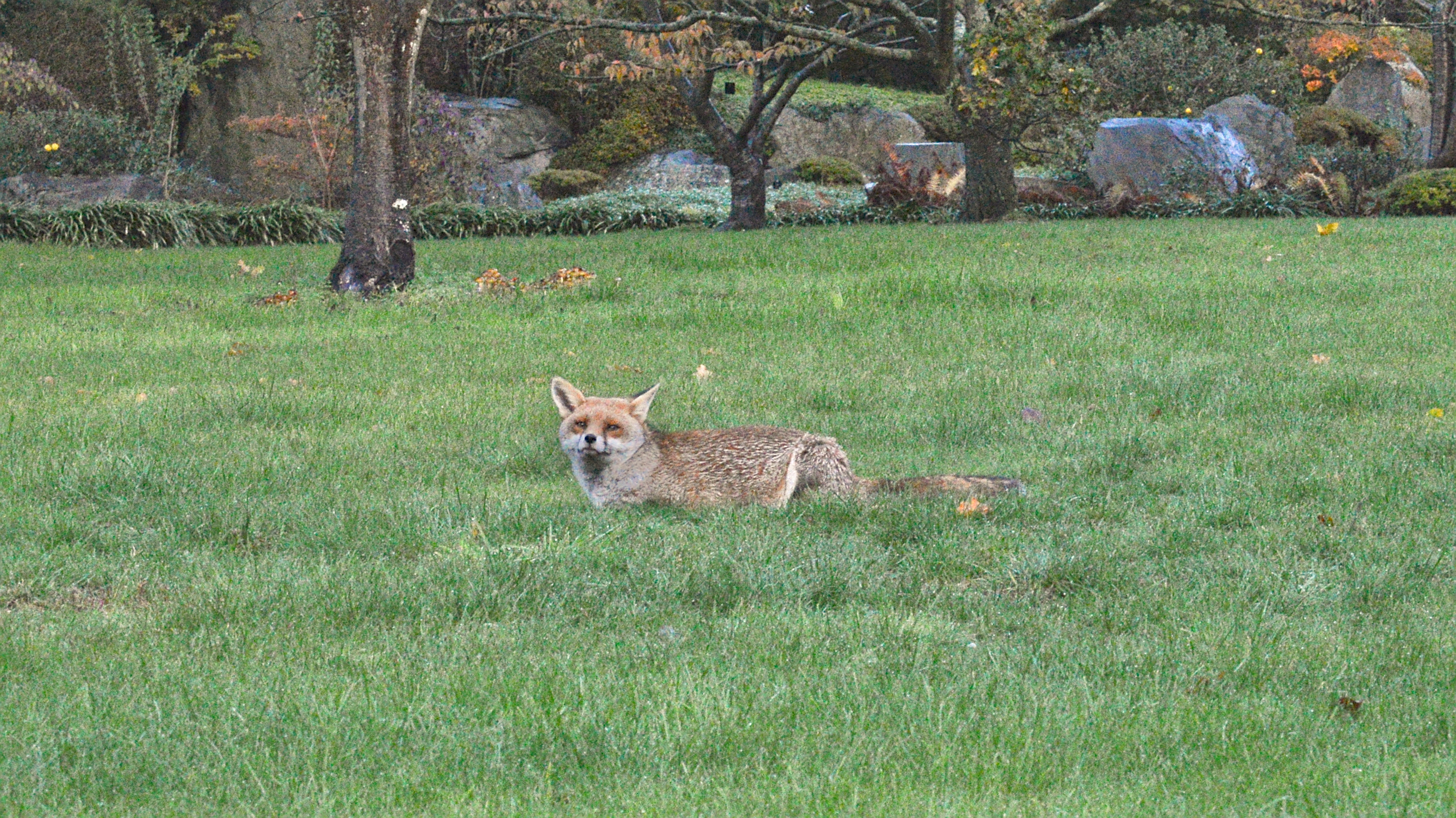 Wild red fox in London, England