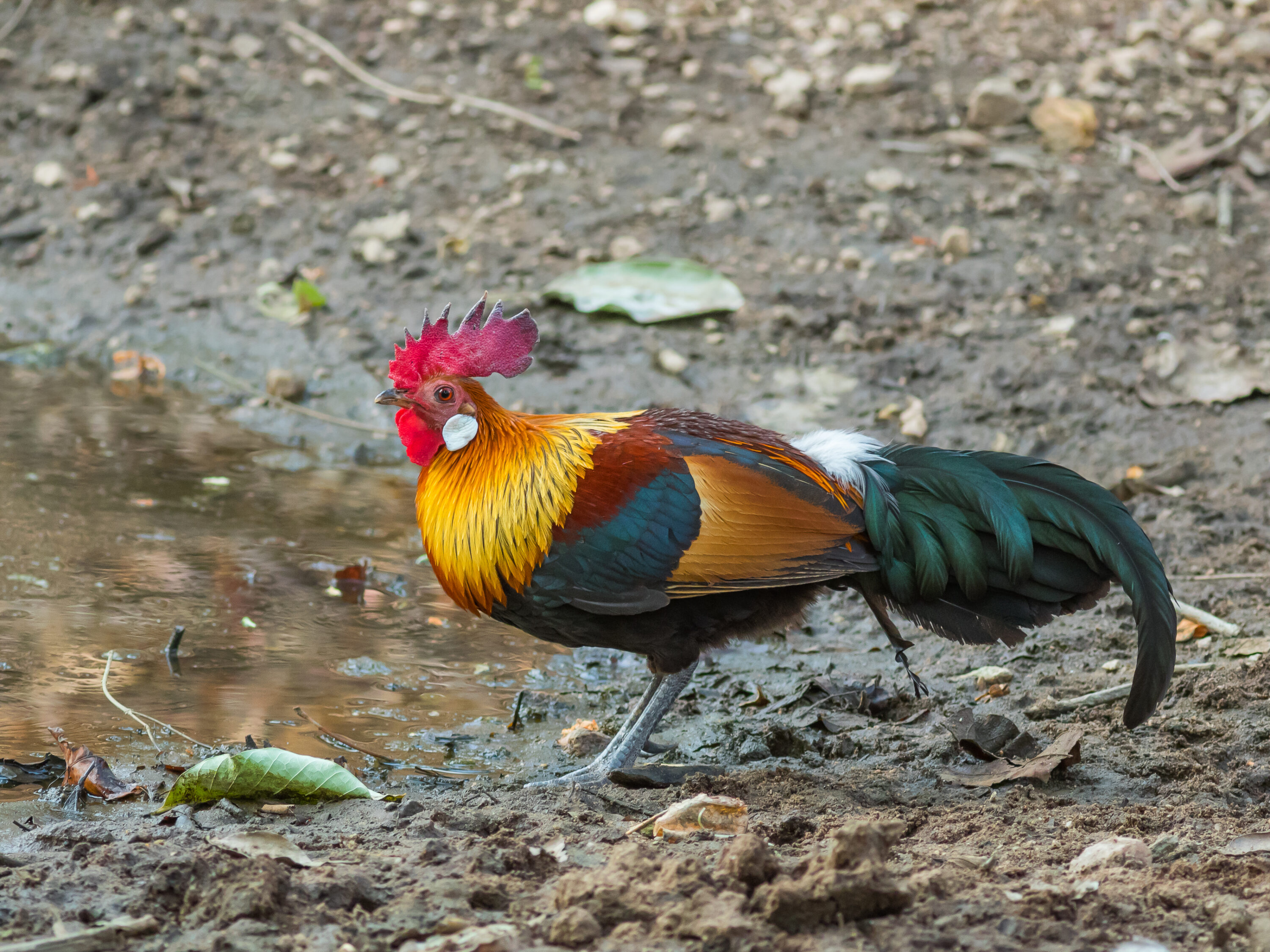 Male red junglefowl standing in Pench National Park