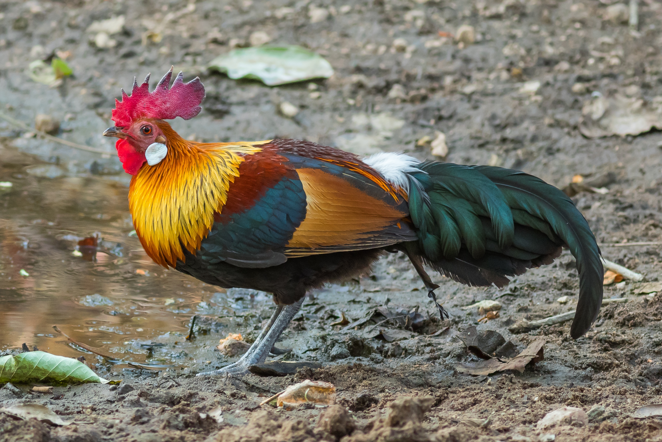 Male red junglefowl in Pench National Park, India
