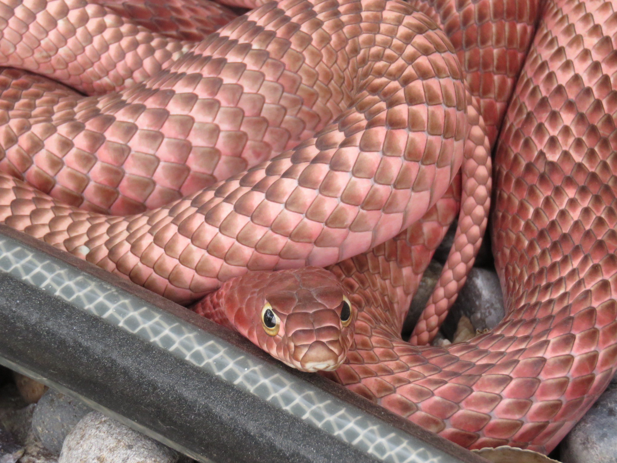 Red coachwhip with its head raised among dry grass south of Santa Fe, New Mexico