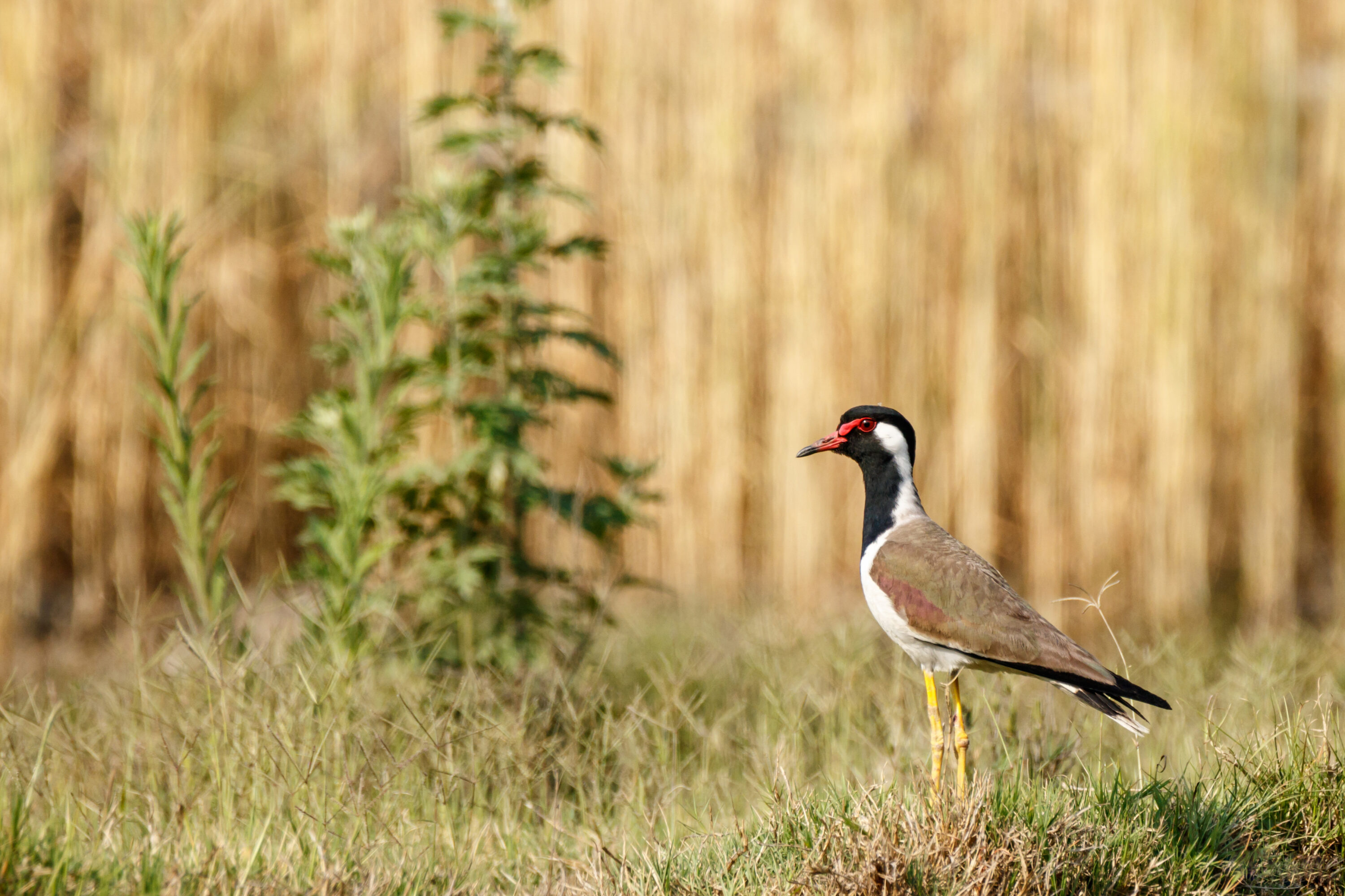 Red-wattled lapwing standing in open habitat