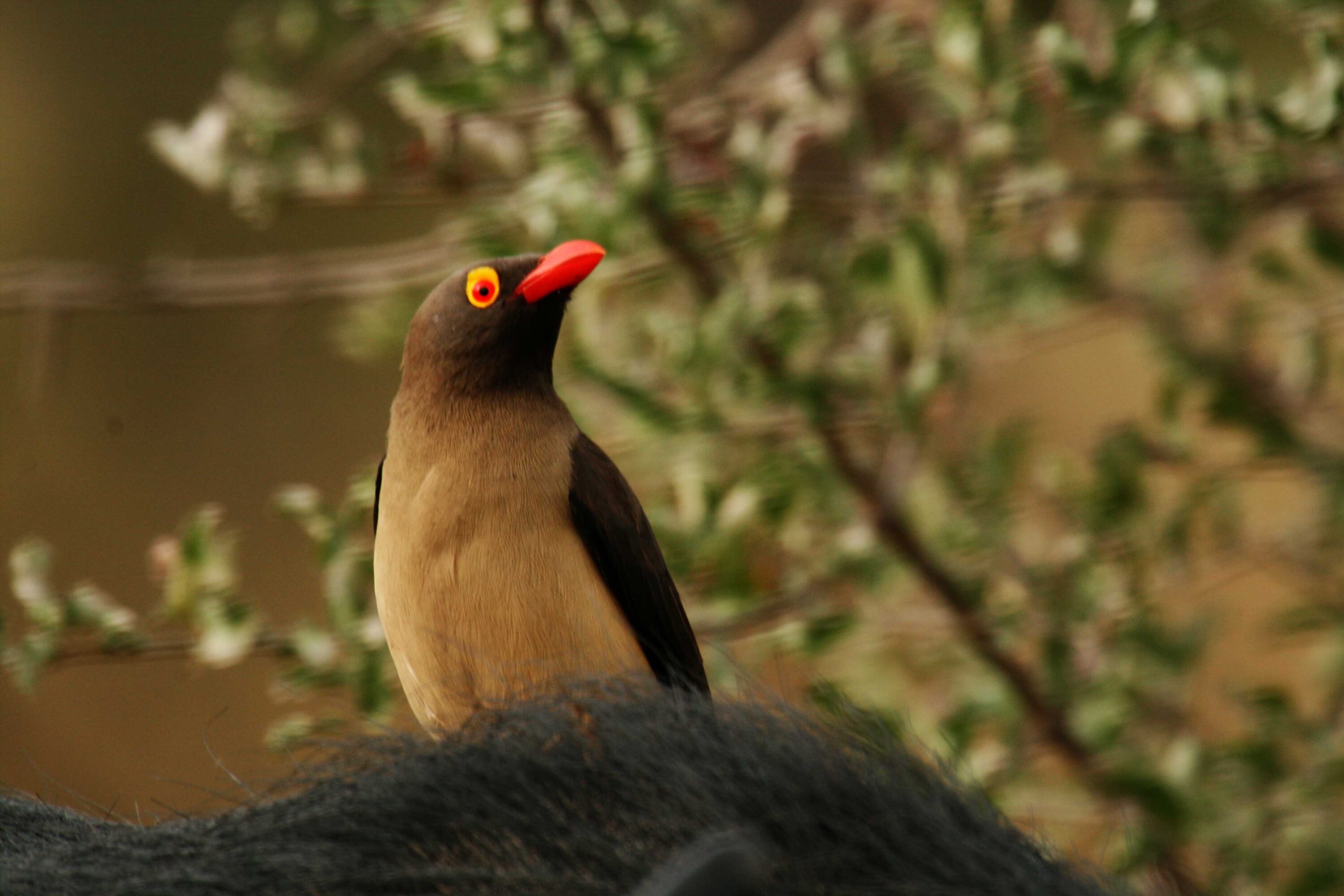 Close-up portrait of a red-billed oxpecker