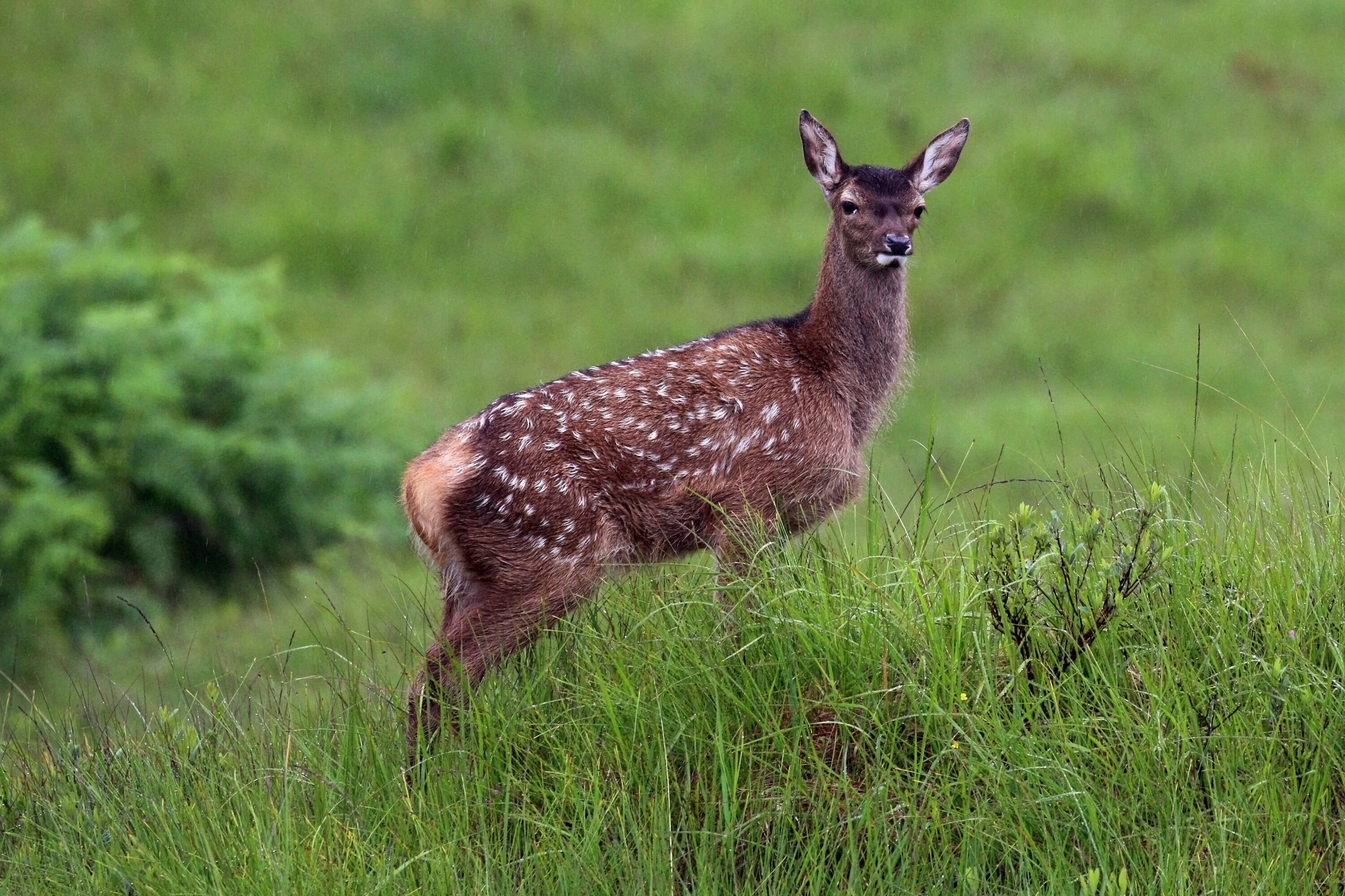 Red deer calf in Glen Garry, Scotland