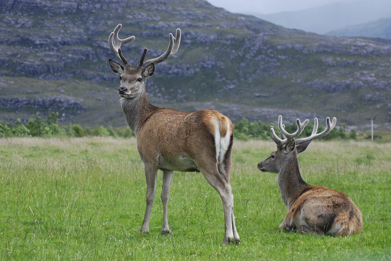 Two male red deer with velvet-covered antlers
