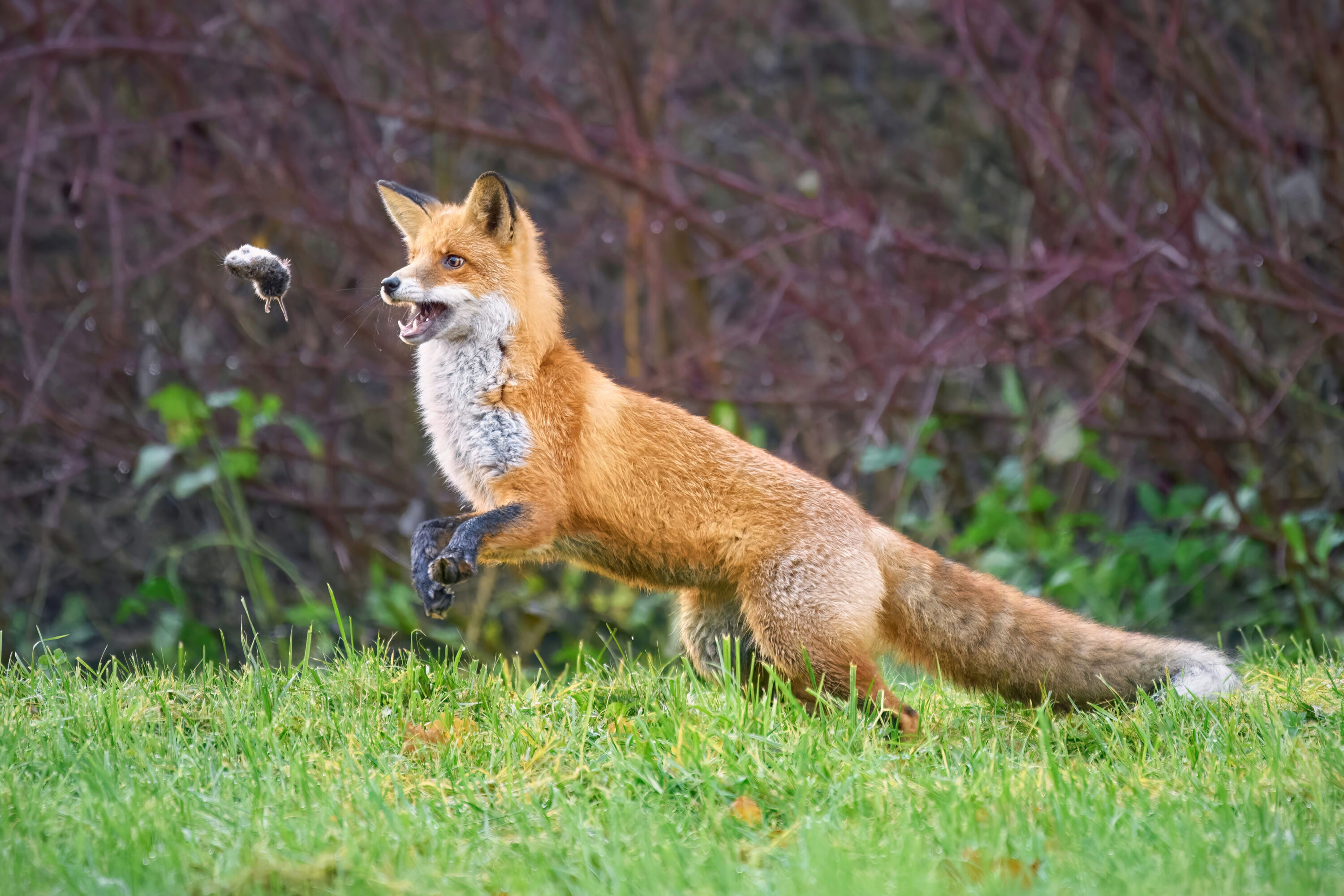 Red fox leaping toward a vole