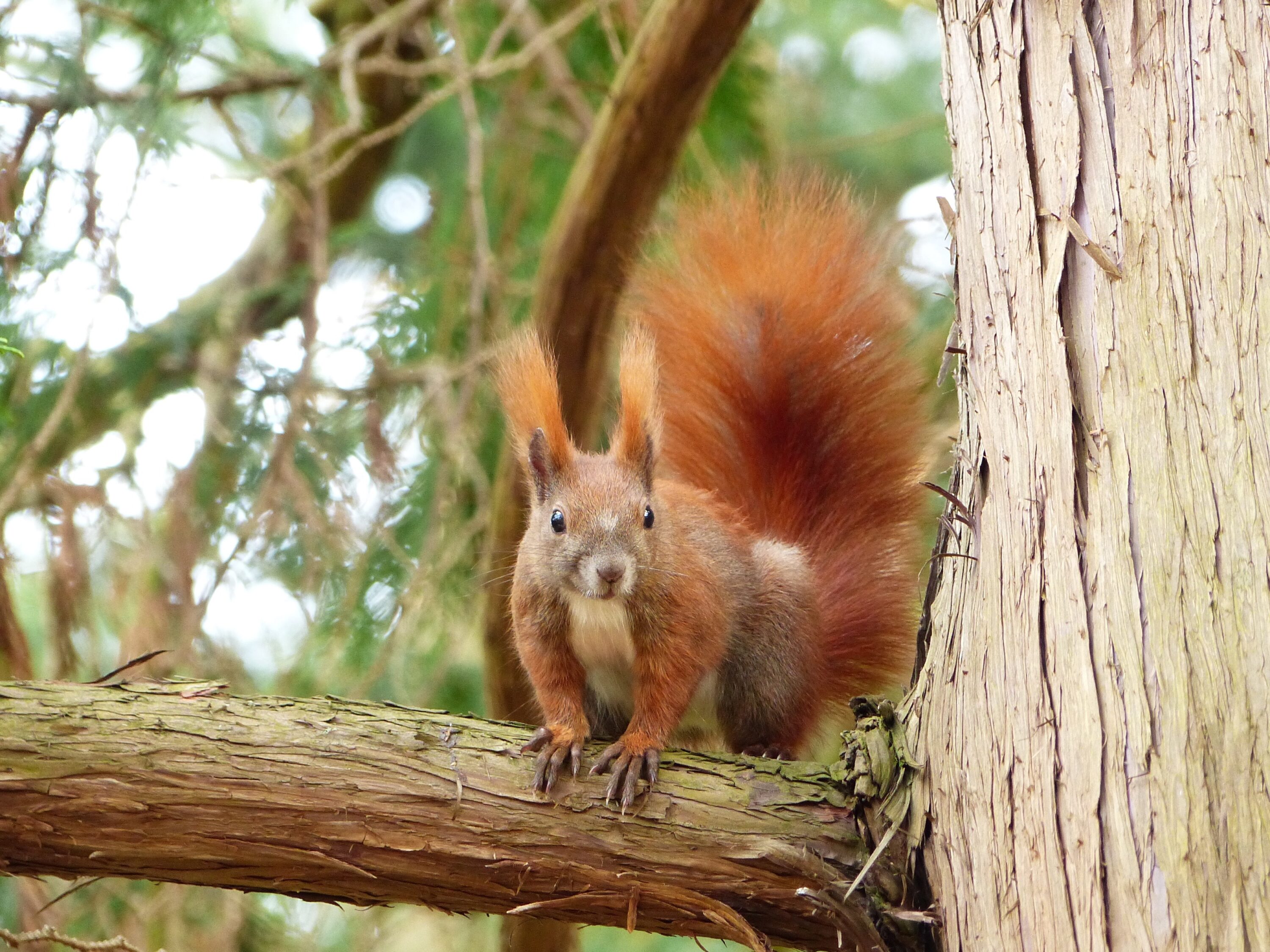 Red squirrel on a tree branch in Berlin