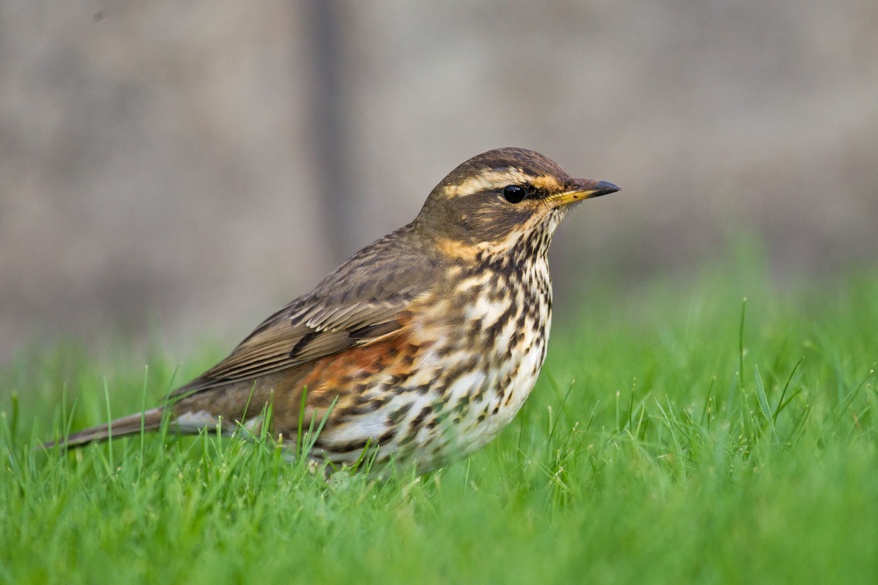 Redwing standing on grass with its head and body clearly visible