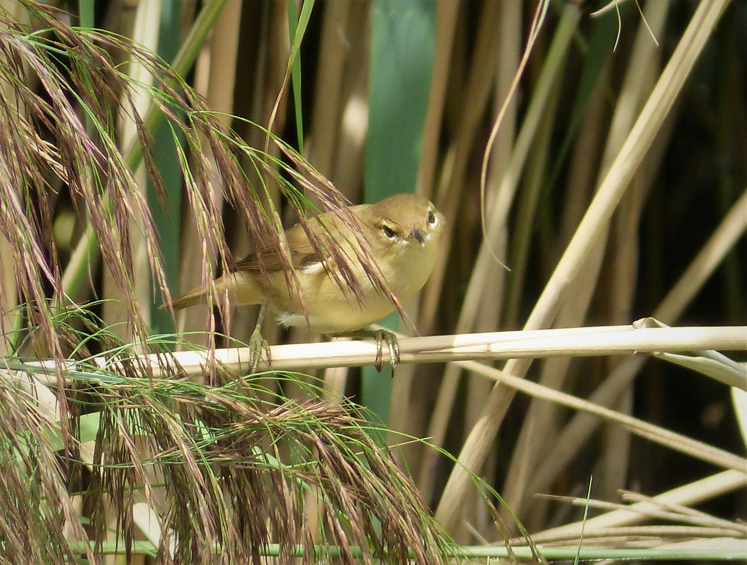 Wild Common Reed Warbler among wetland vegetation at RSPB Lakenheath Fen