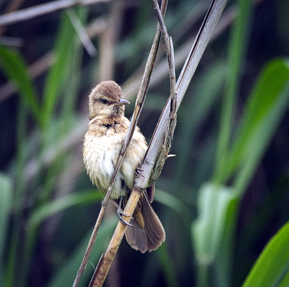 Wild Common Reed Warbler perched on a reed in Wrocław, Poland
