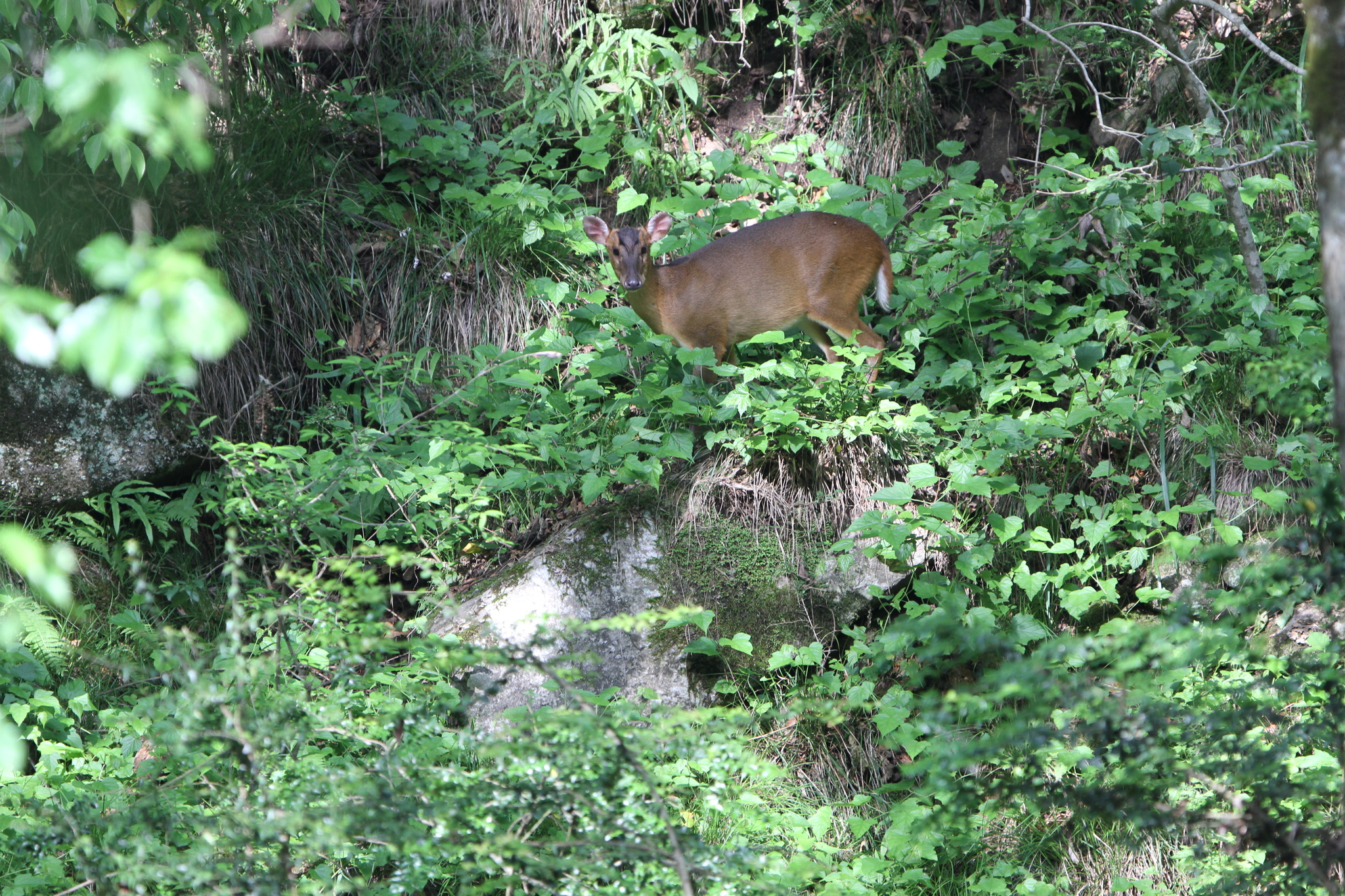 Reeves's muntjac standing clearly in natural vegetation in China