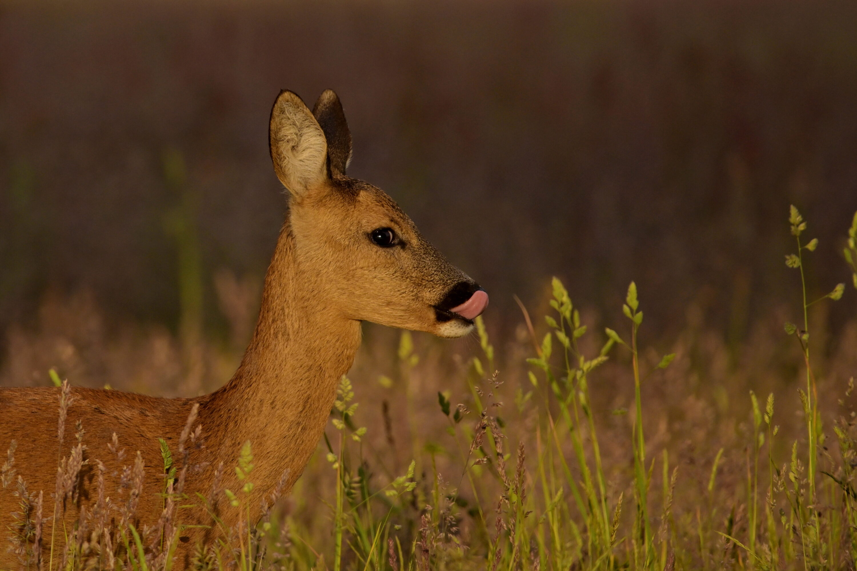 Close-up portrait of a roe deer in Recker Moor, Germany