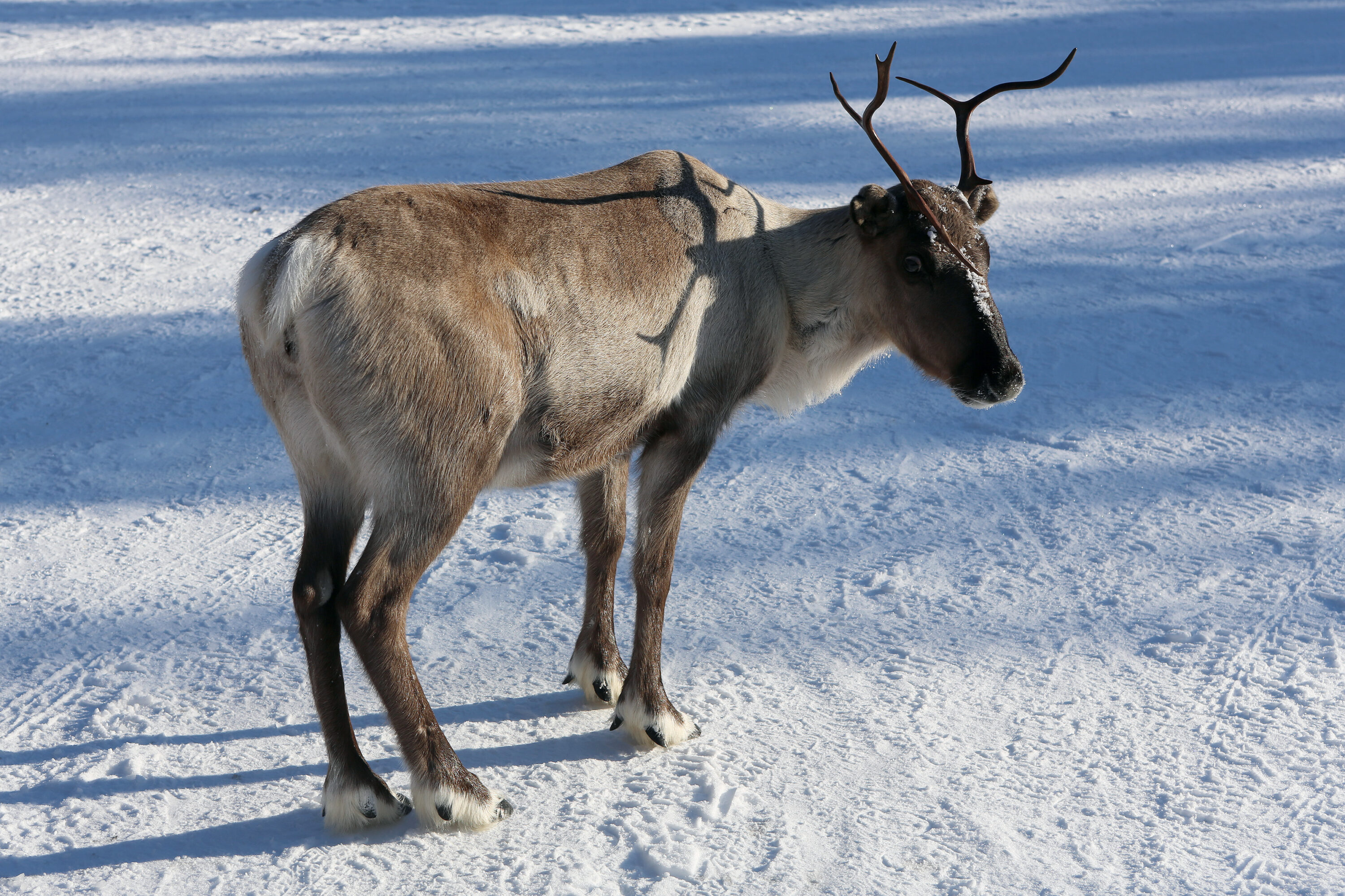 Reindeer standing in snow near Ukonjärvi and Inarijärvi in Inari, Finland
