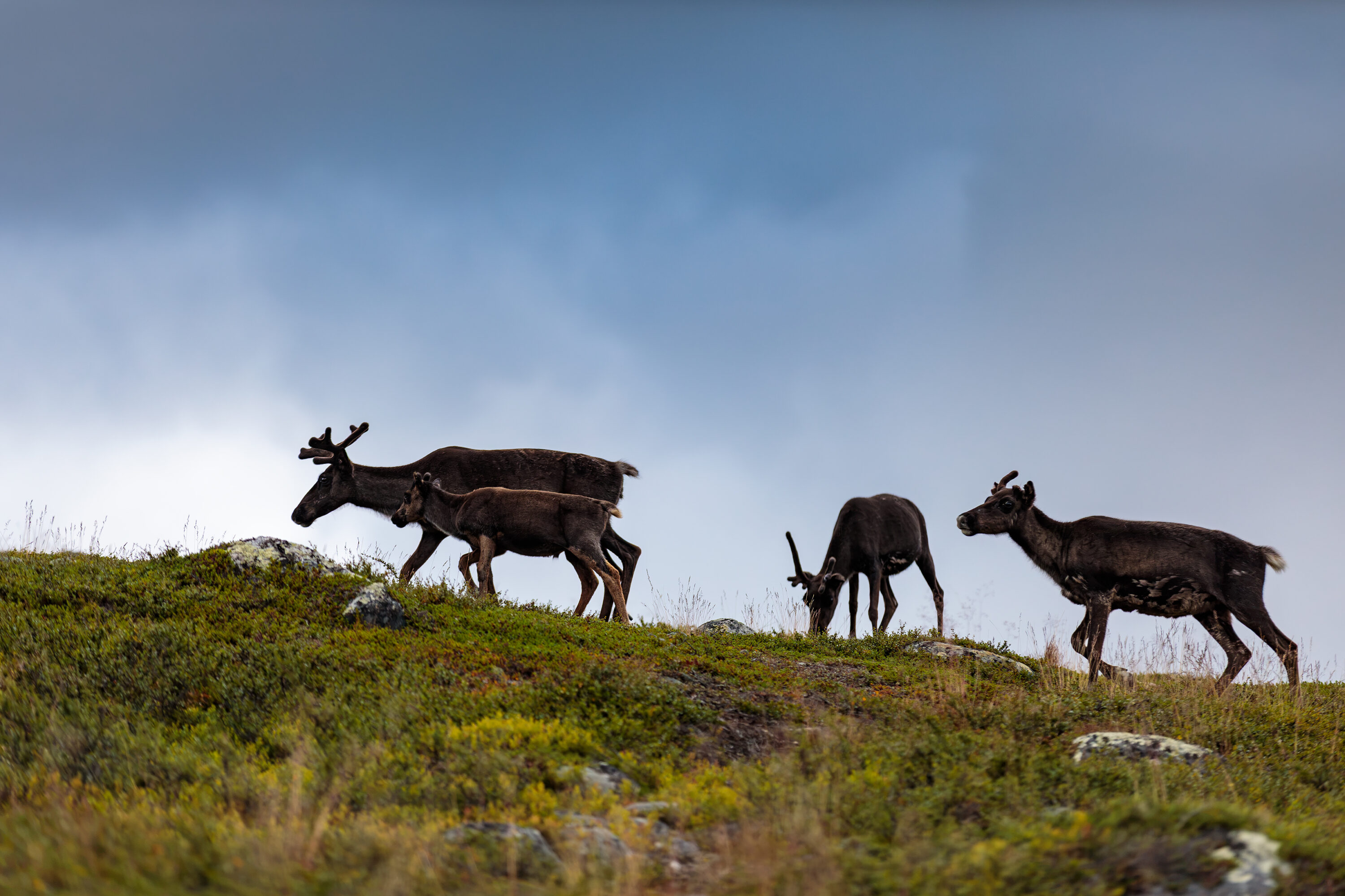 Four reindeer, including a calf, on a low-shrub-covered hillside in Finnish Lapland