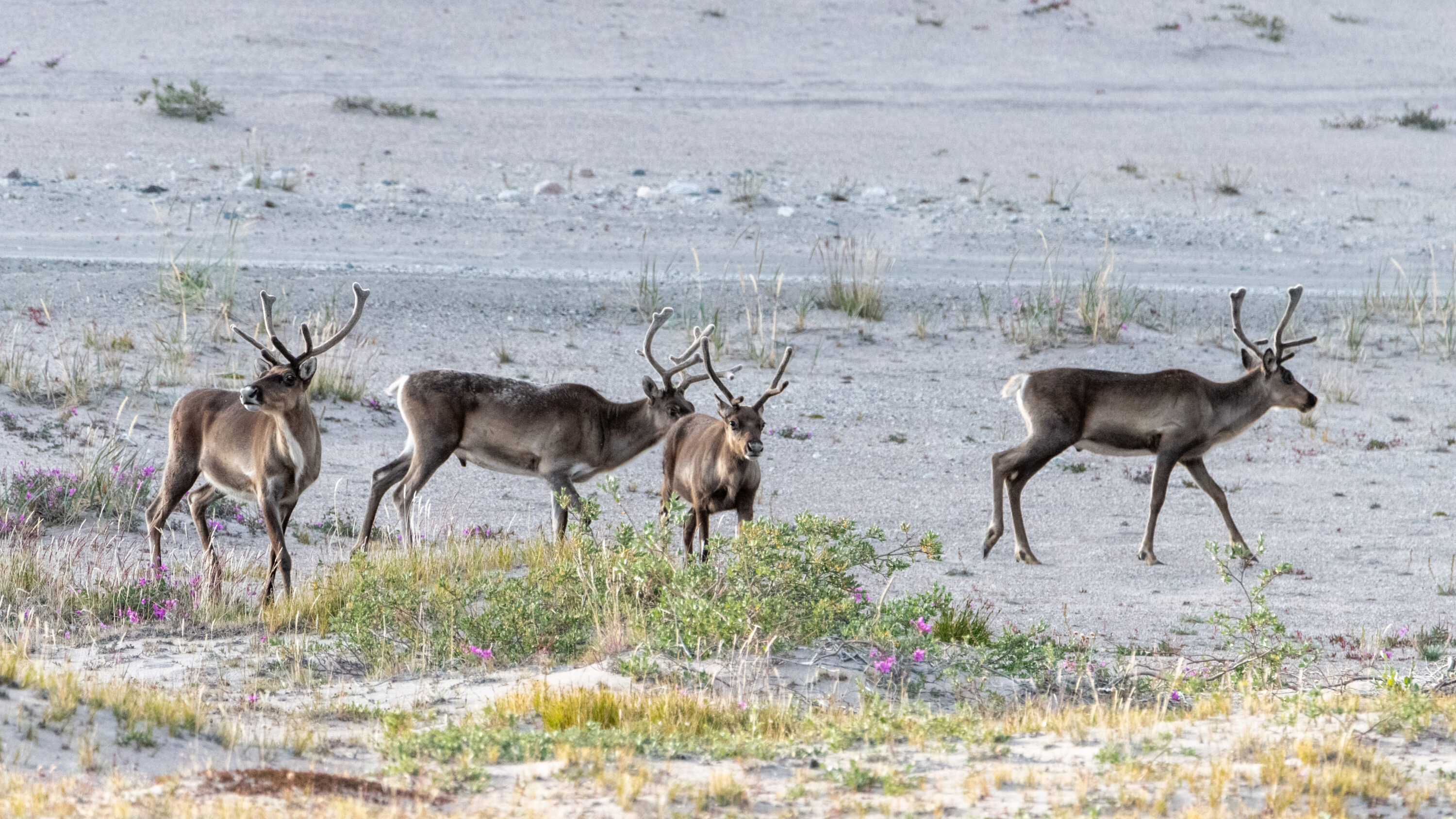 Wild reindeer on tundra in West Greenland