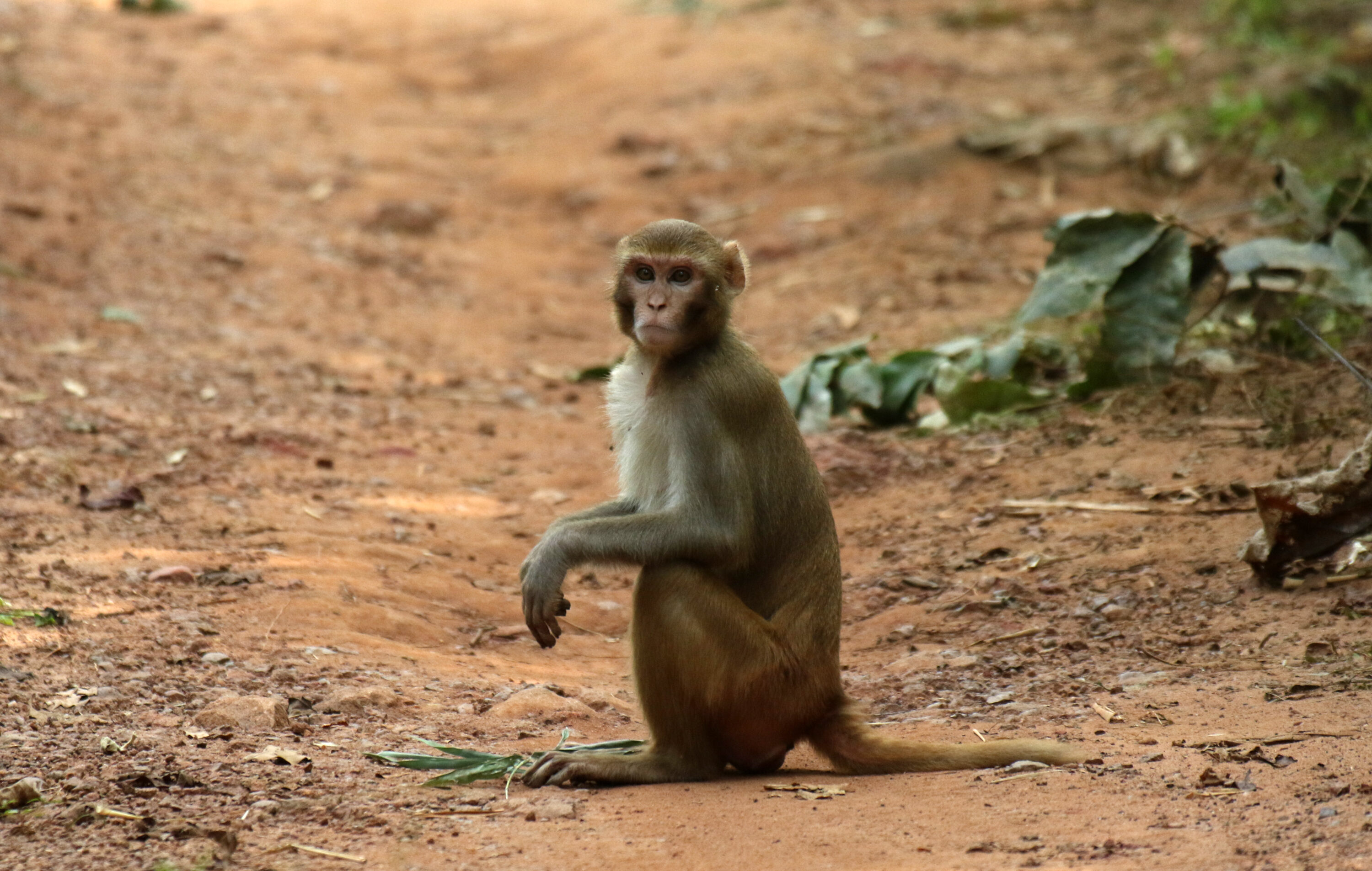 Adult rhesus macaque in a natural setting