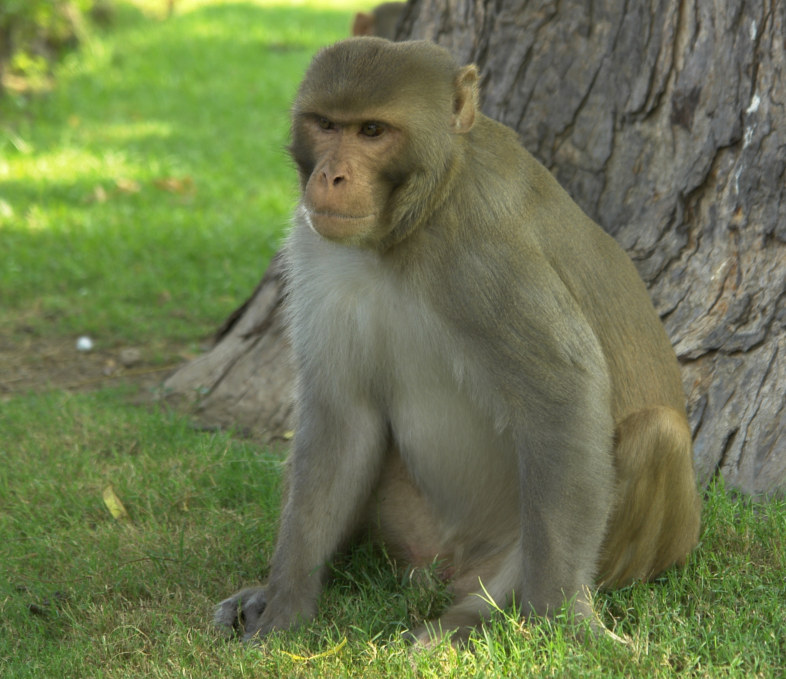 Rhesus macaque sitting beside a tree at the Red Fort in Agra, India