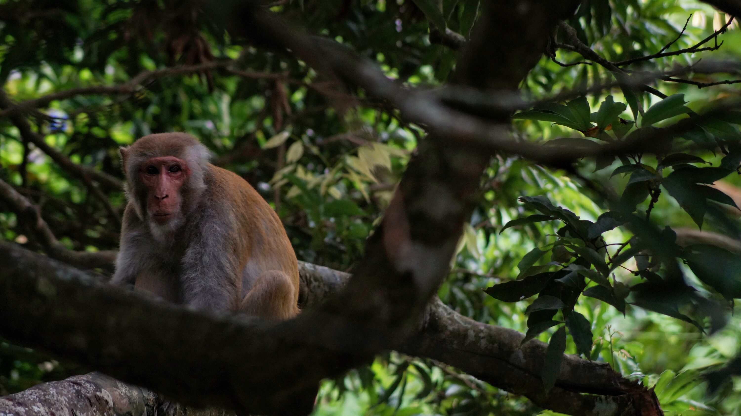 Rhesus macaque on a litchi tree in Tezpur, Assam, India