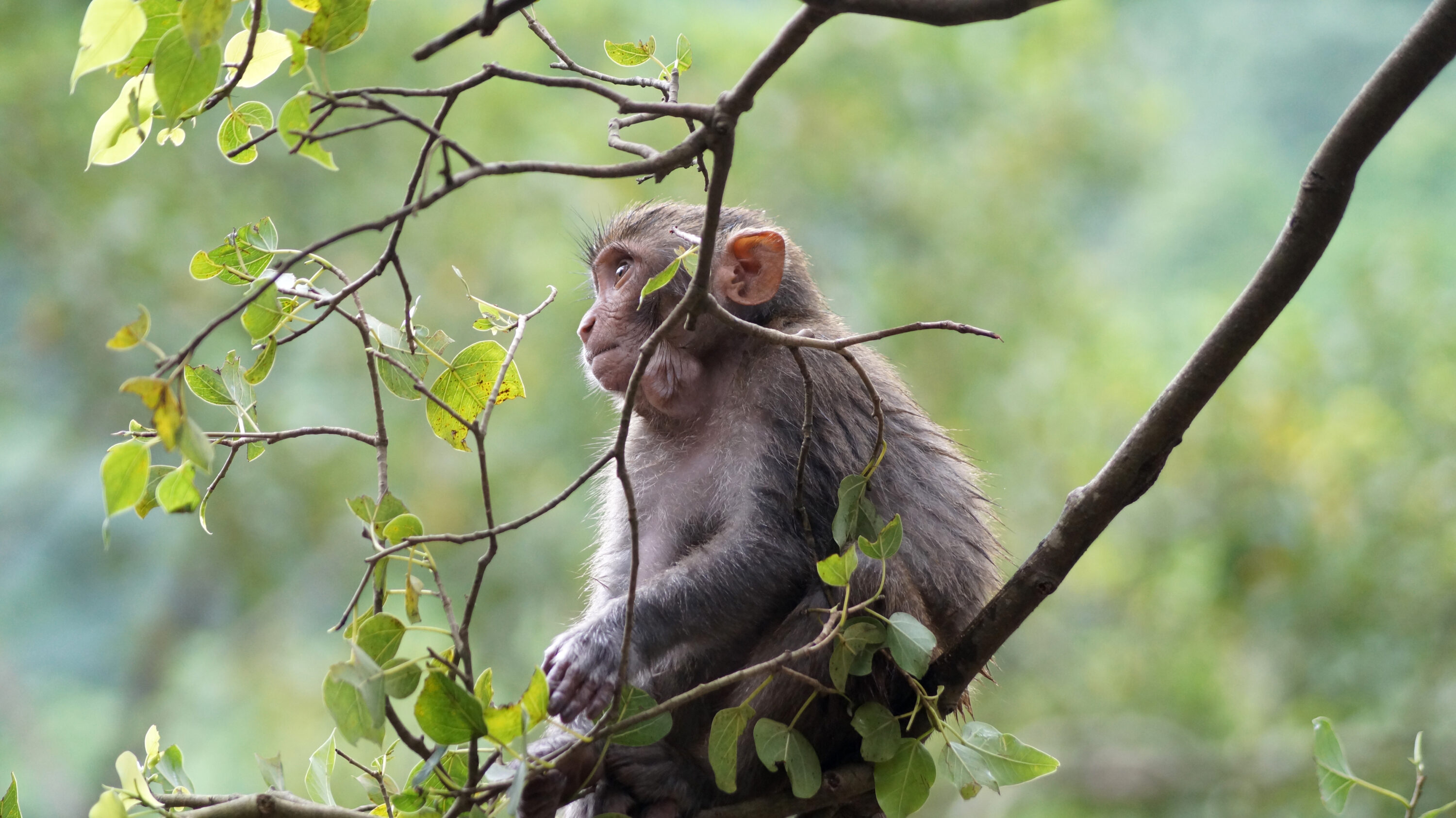 Rhesus macaque resting on a tree in Guwahati, Assam, India
