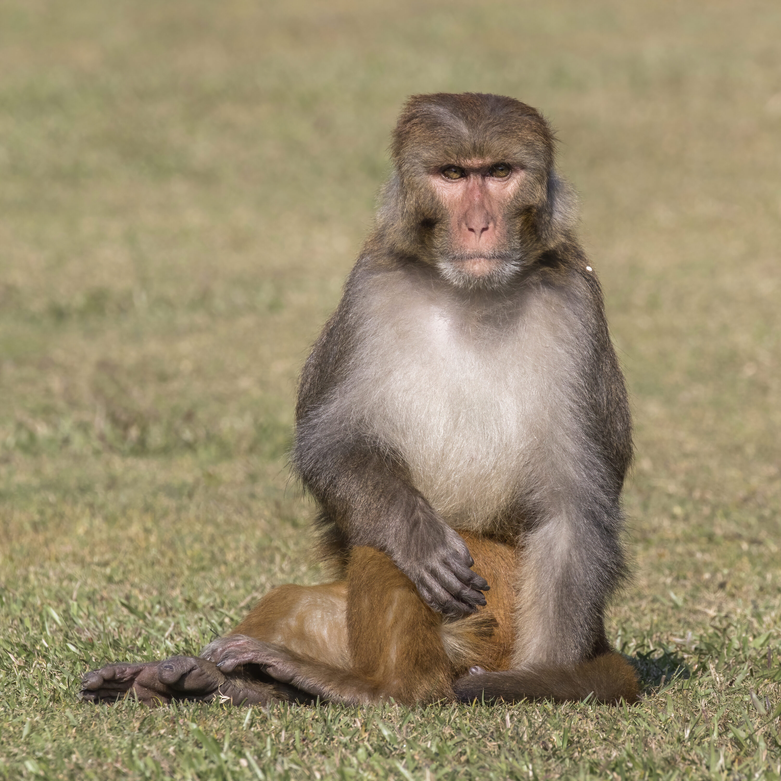 Male rhesus macaque in Gokarna, Nepal