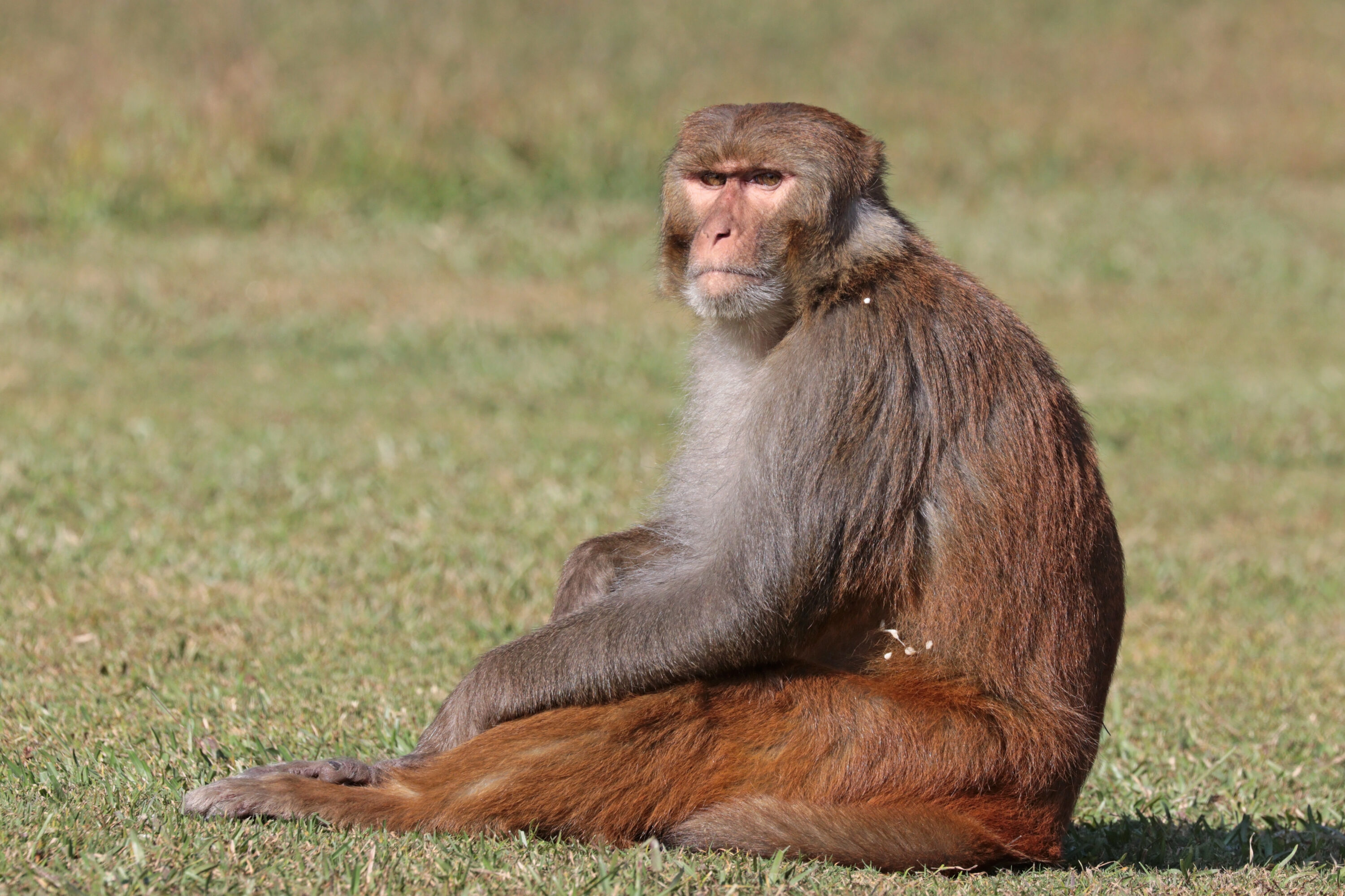 Male rhesus macaque in Gokarna Forest near Kathmandu, Nepal