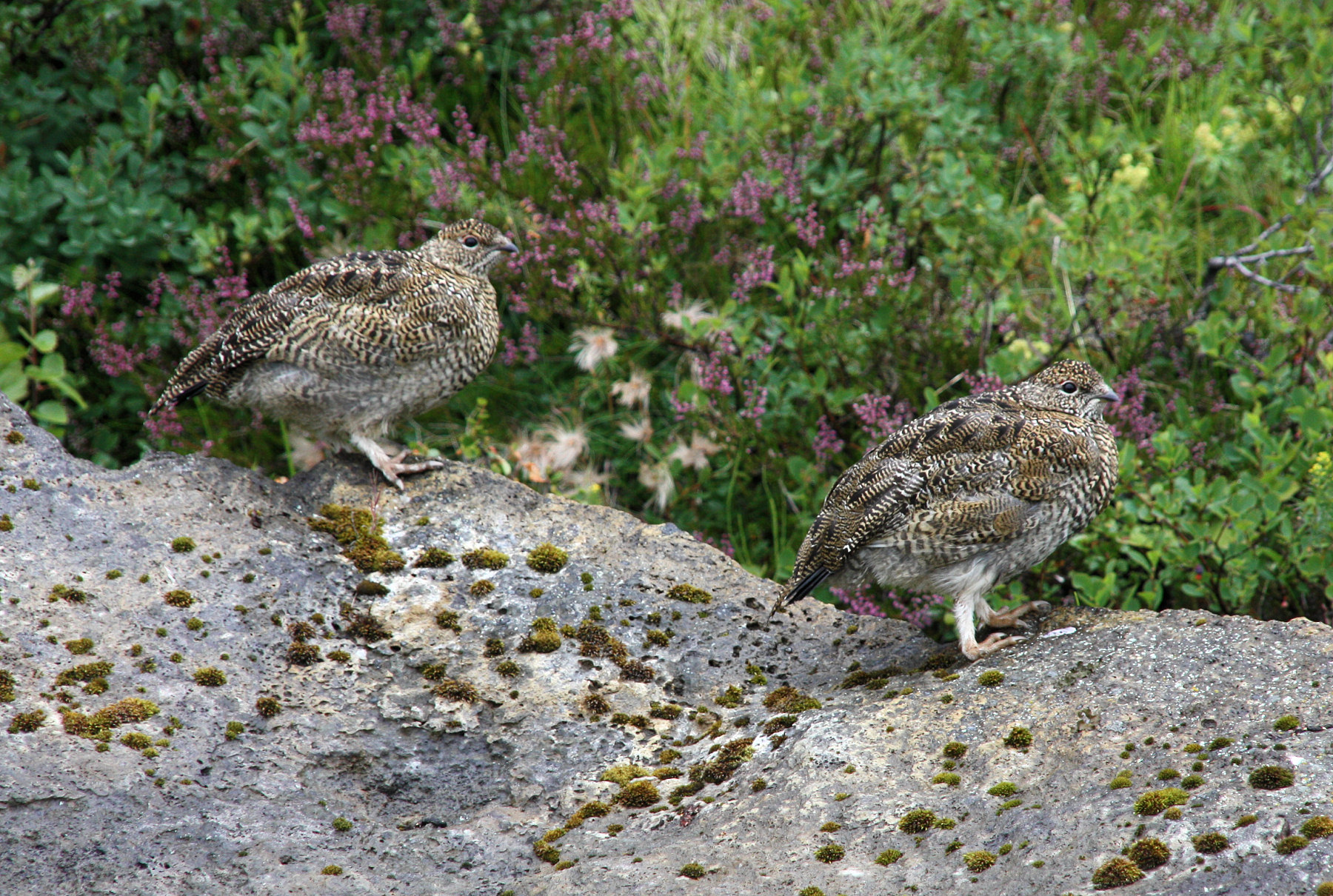 Rock ptarmigan standing in low vegetation in Ásbyrgi, Iceland