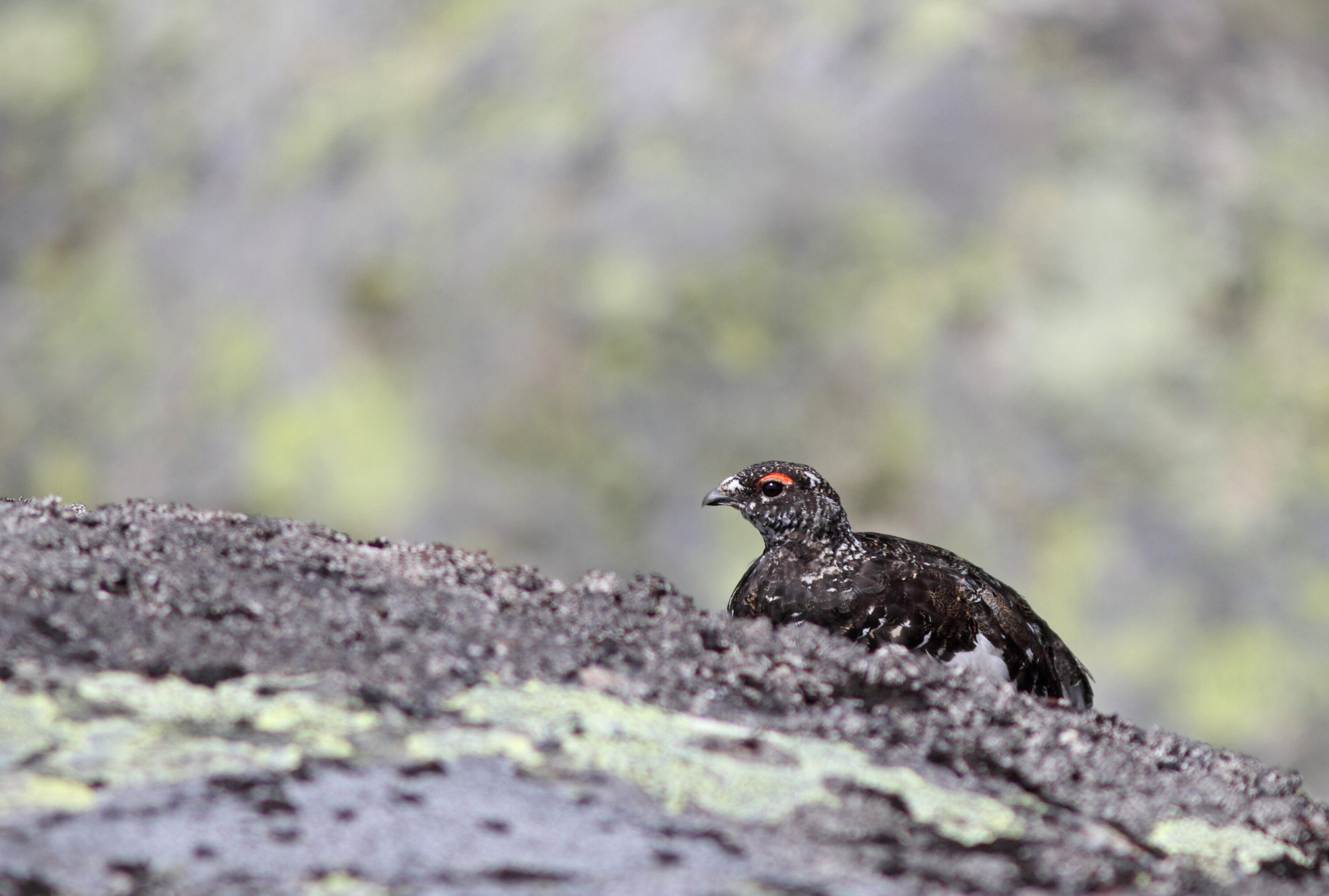 Rock ptarmigan standing in alpine vegetation at Valdresflye, Norway
