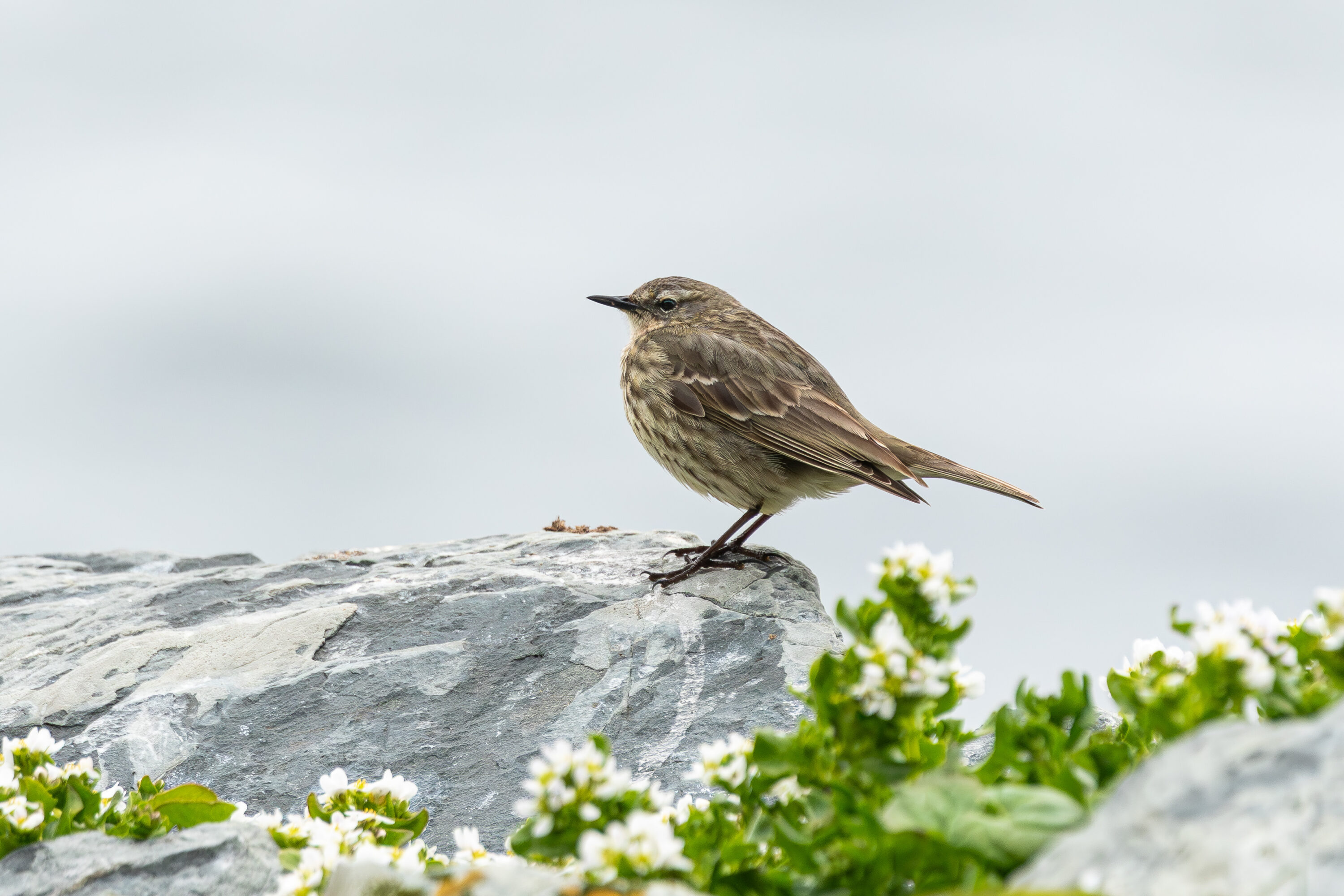 Rock pipit at Hornøya, Finnmark, Norway