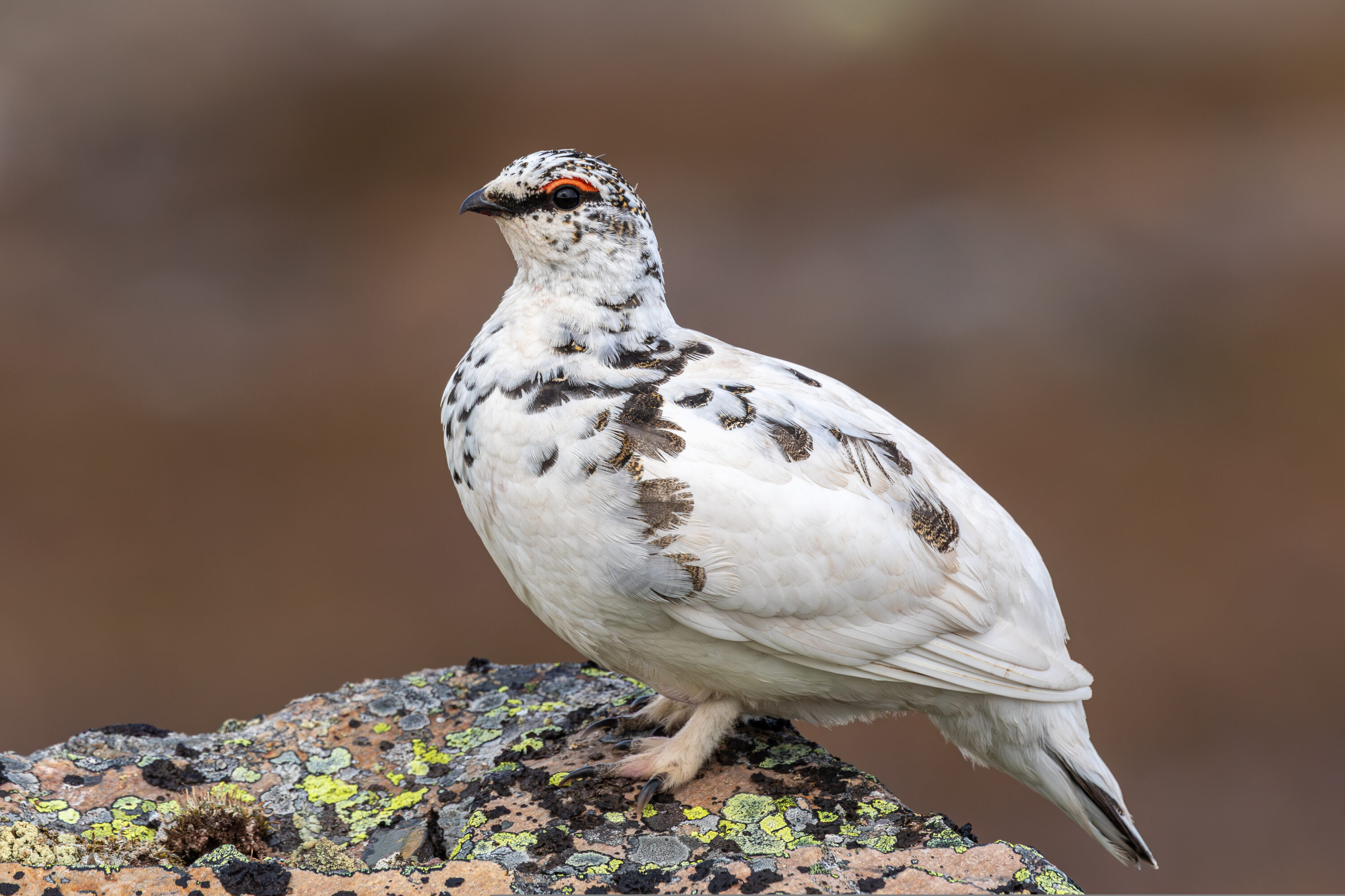 Rock ptarmigan perched on a lichen-covered rock in Finnmark, Norway